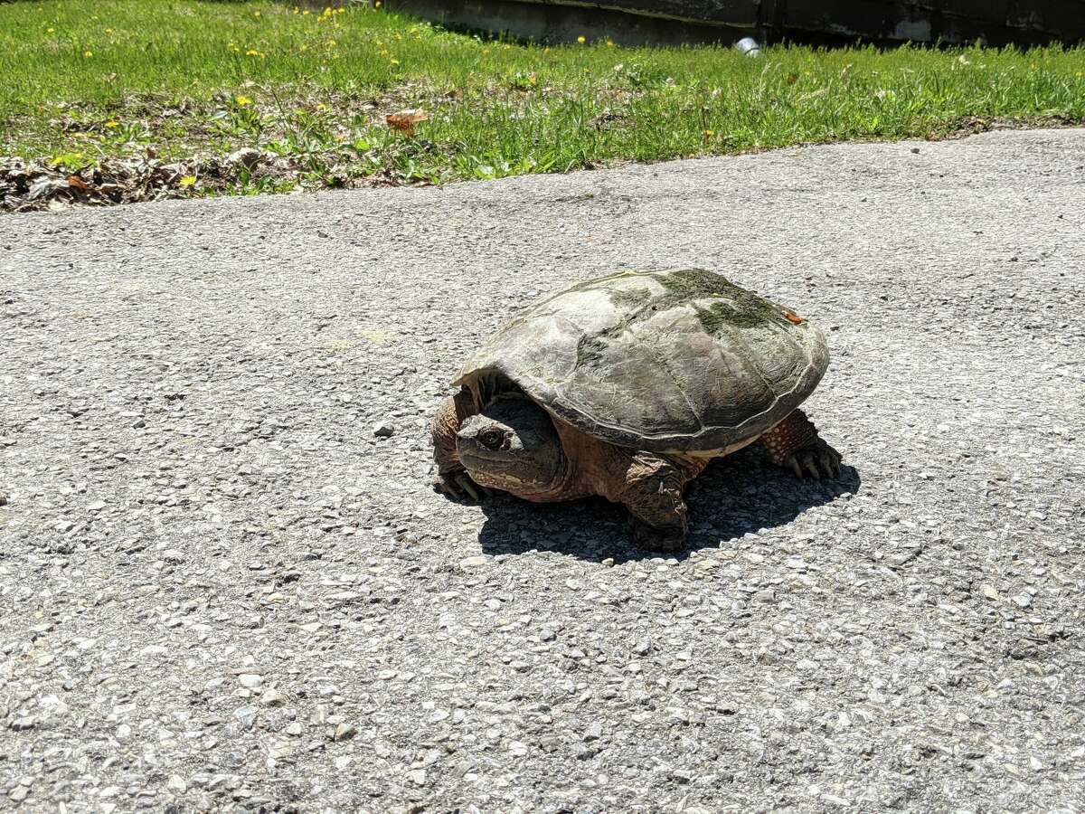 How to help turtles cross the road during migration season