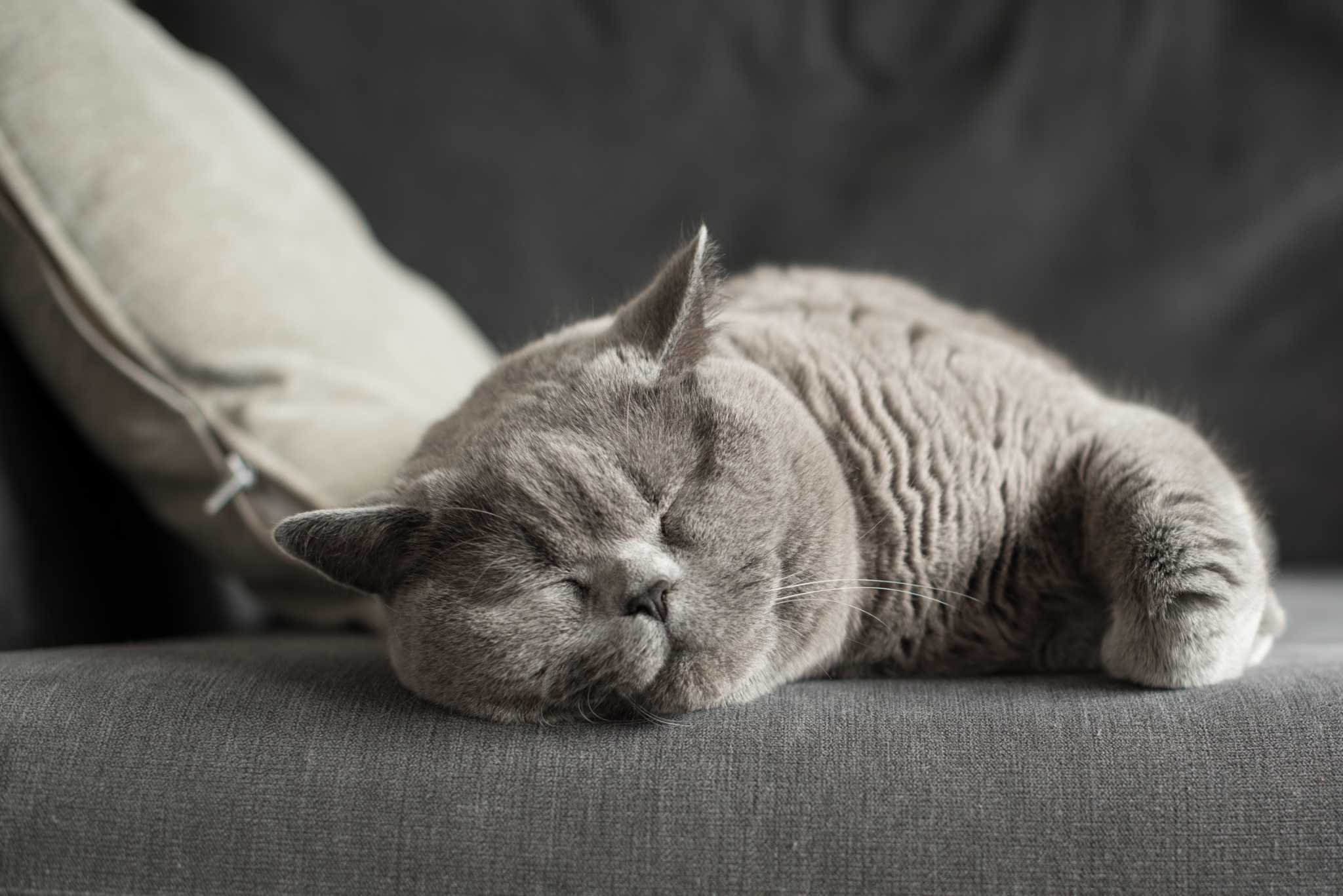 Cat Scratch Couch Repair! 