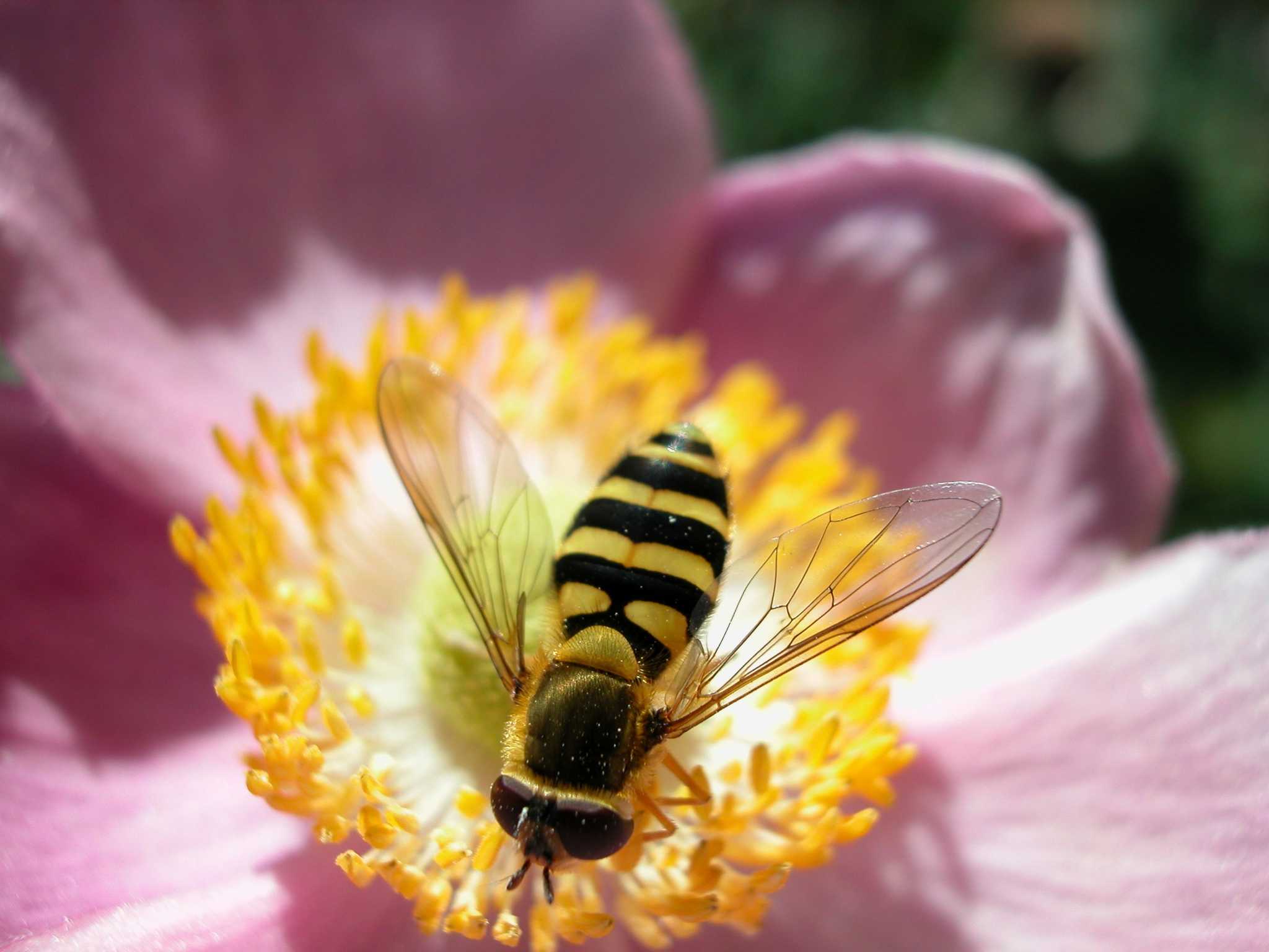 How to Pollinate Flowers by Hand