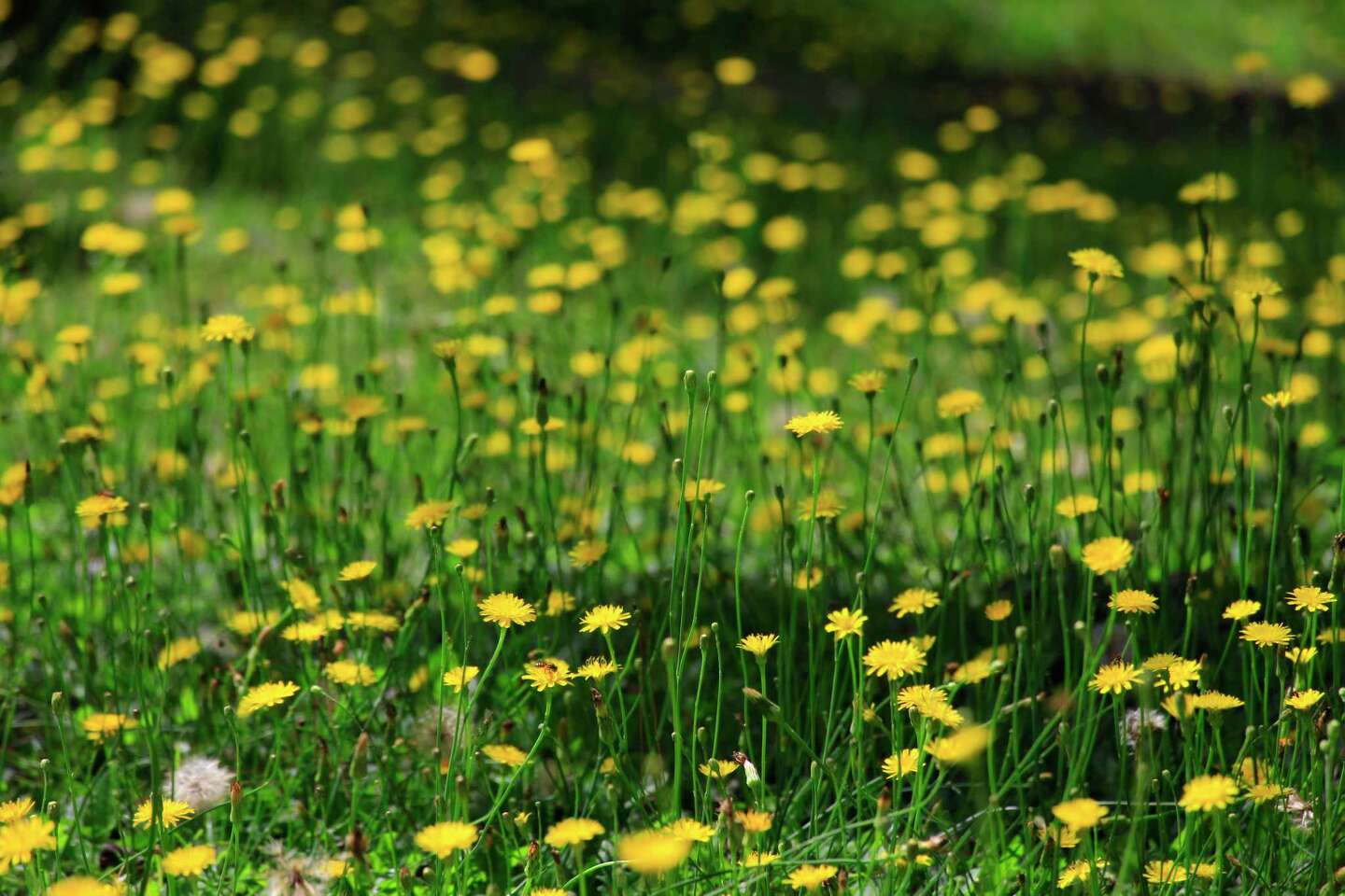 How to Keep Birds from Eating Grass Seeds