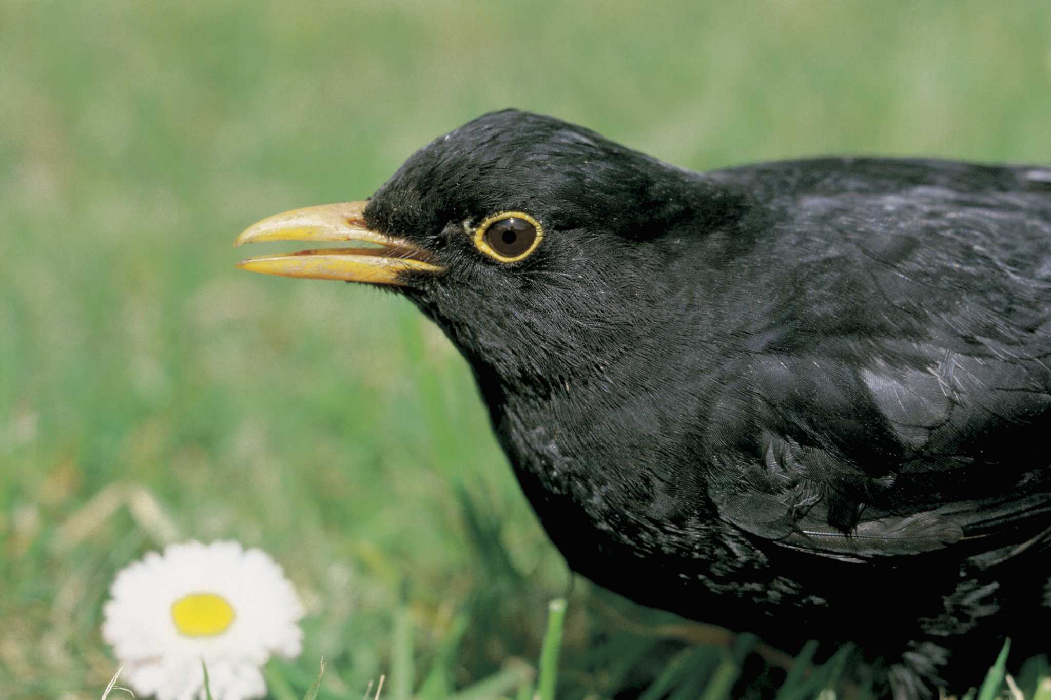 How to Keep Blackbirds Away From a Yard