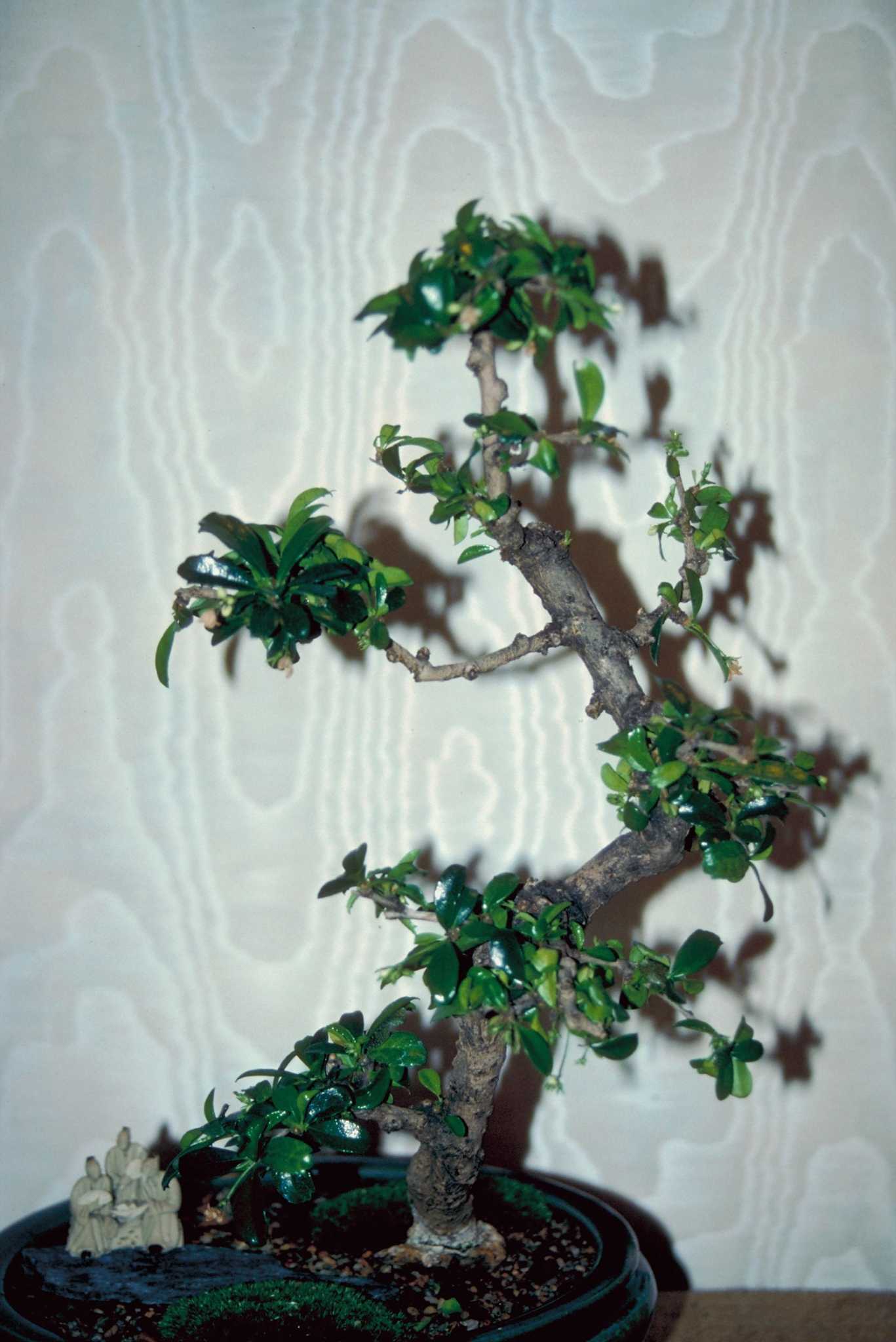 How to Grow Melaleuca Alternifolia Indoors