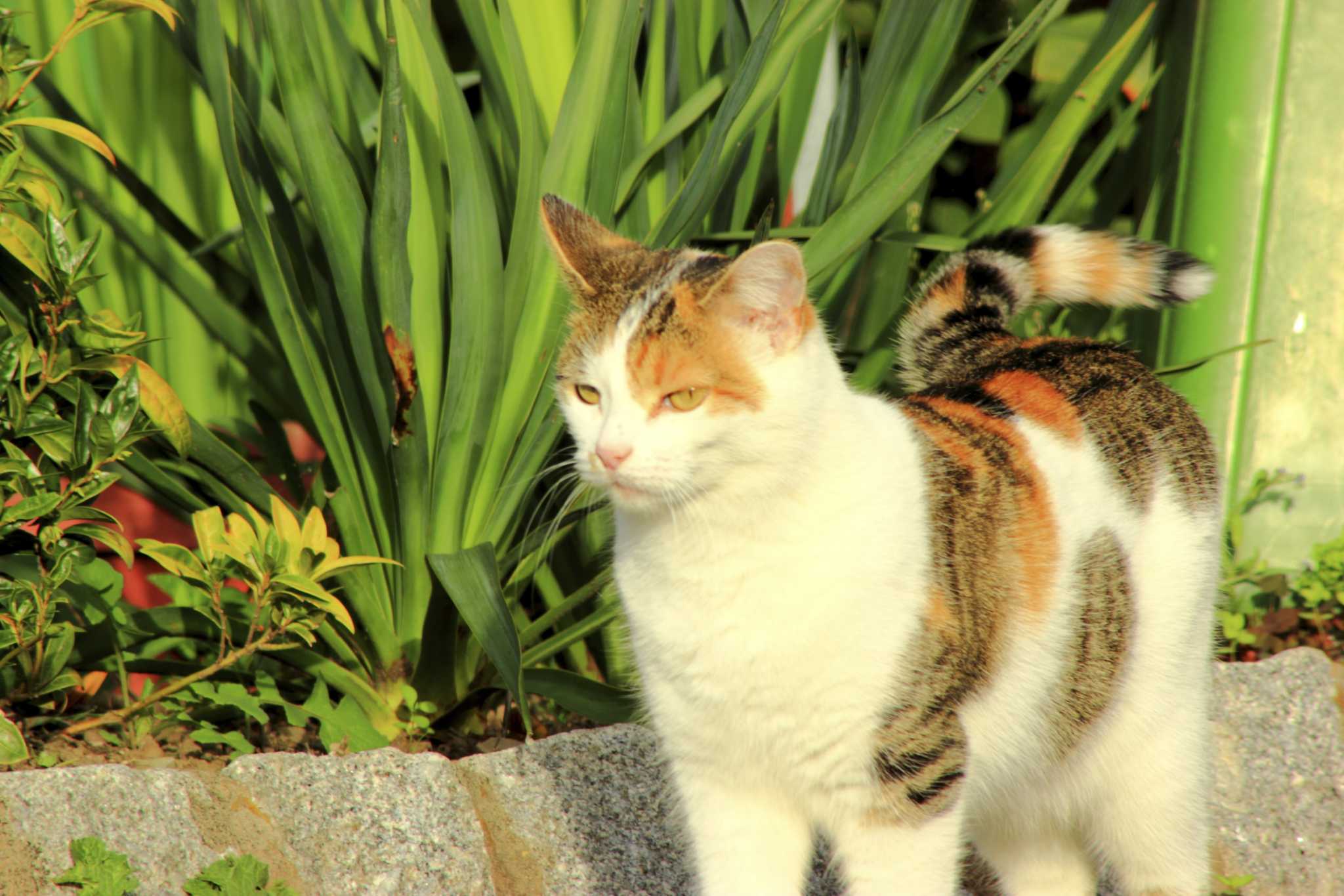 How To Keep Cats Out Of Raised Garden Beds