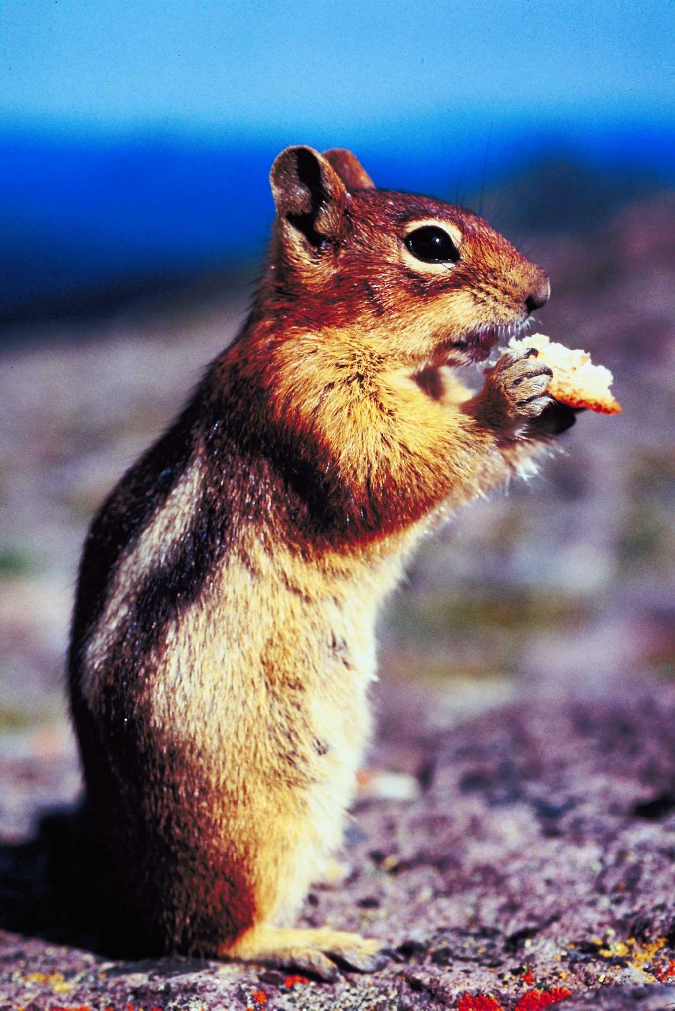 How to Keep Chipmunks Away From Planted Bulbs