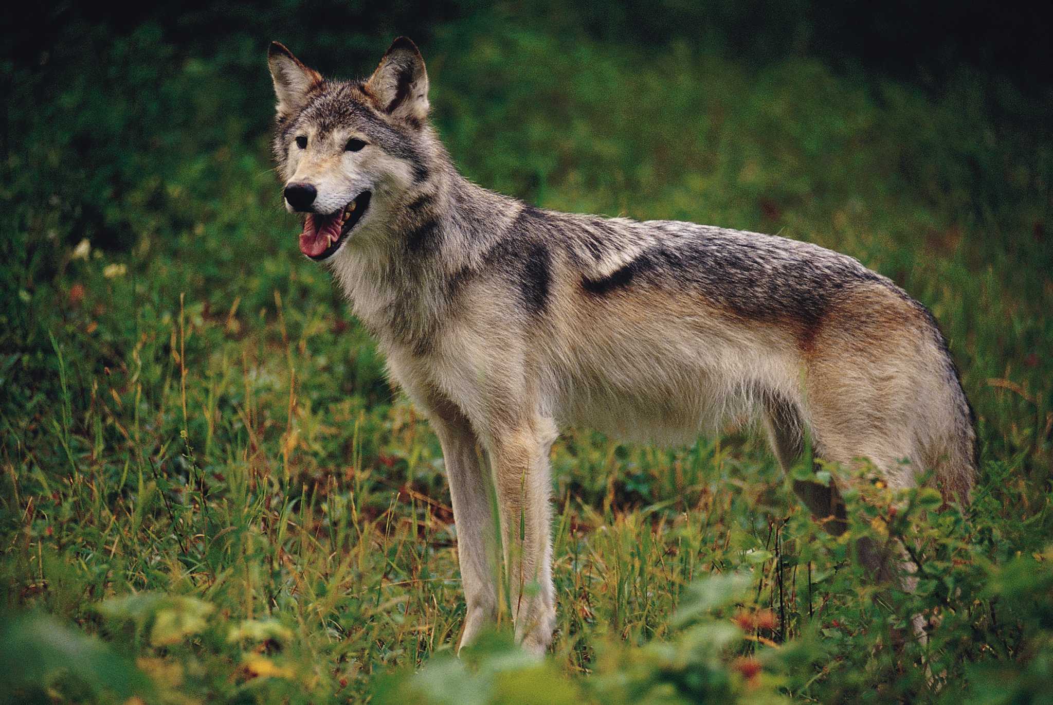 How to Keep Coyotes from Crawling Under a Fence