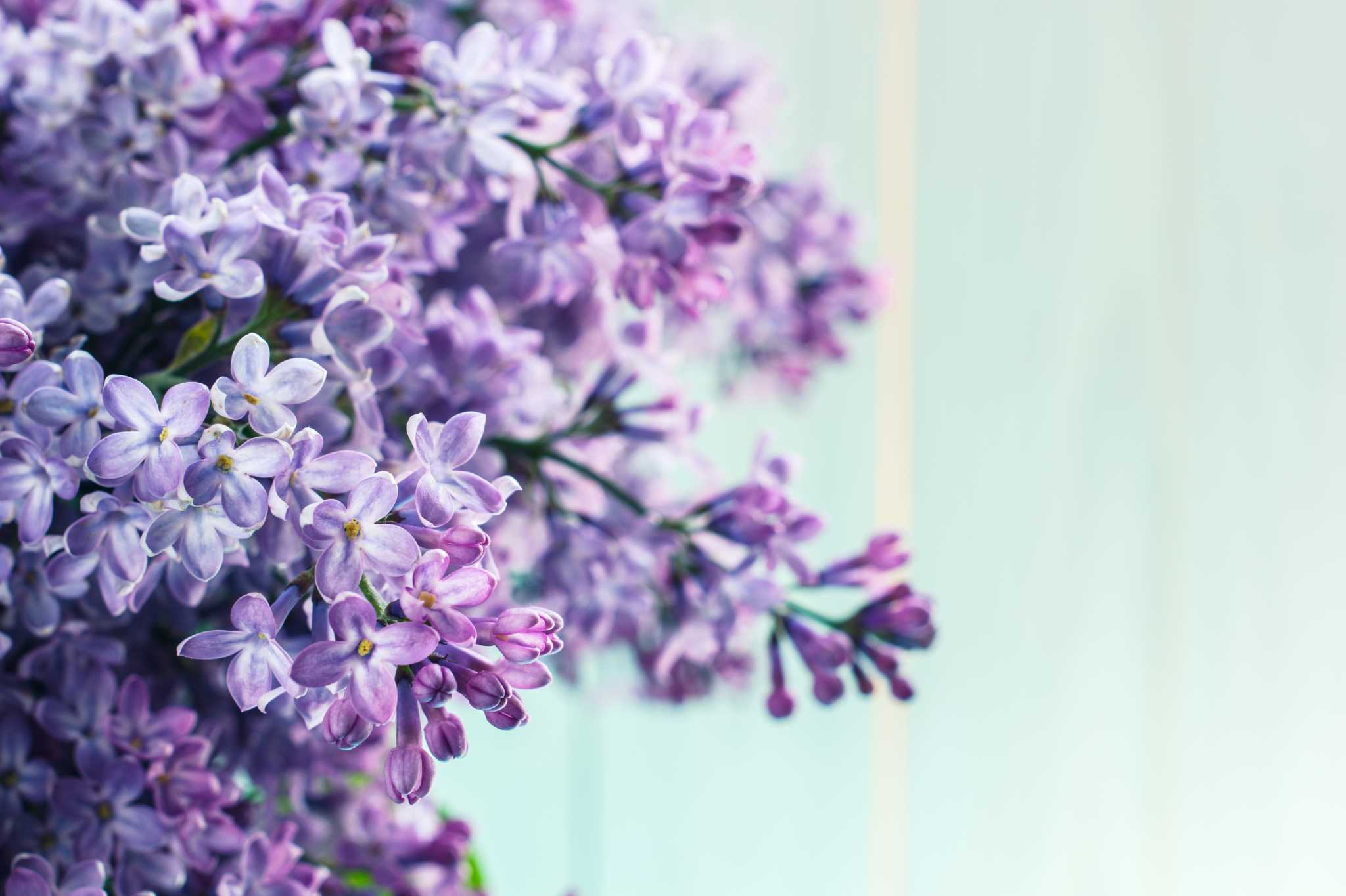 Preservative solutions extends flower vase life of lilac