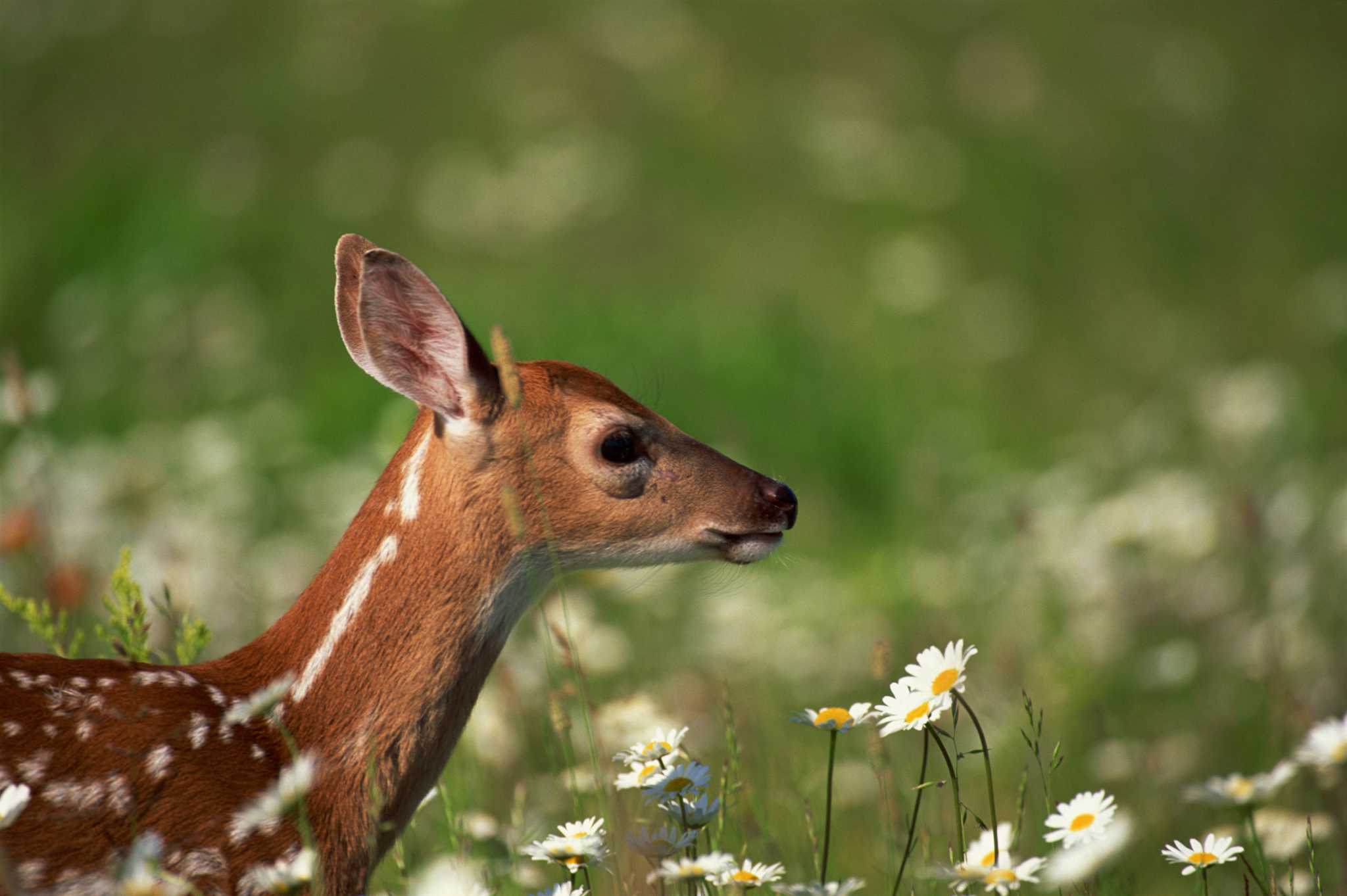 How to Keep Deer From Eating Grapes