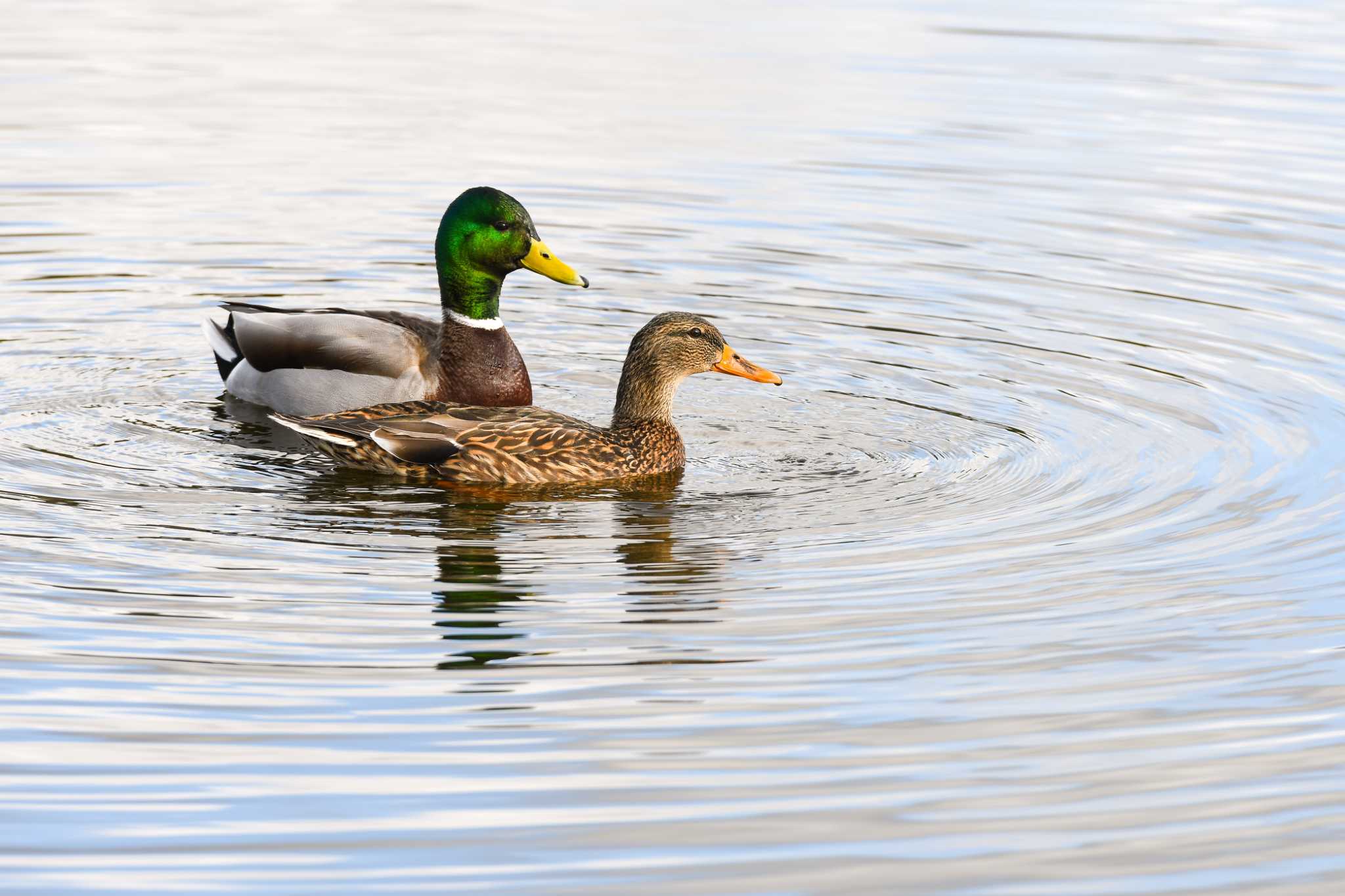 How to Keep a Duck Pond Clean Naturally