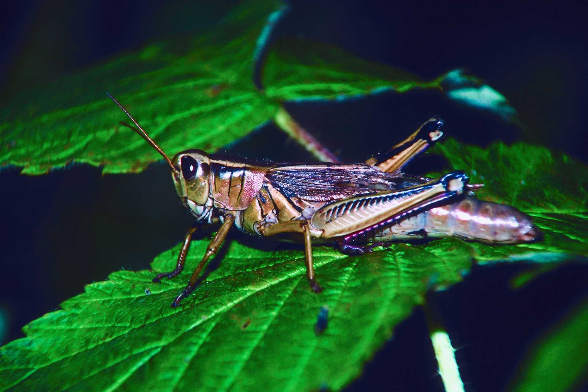 How to Keep Off Leaves Naturally