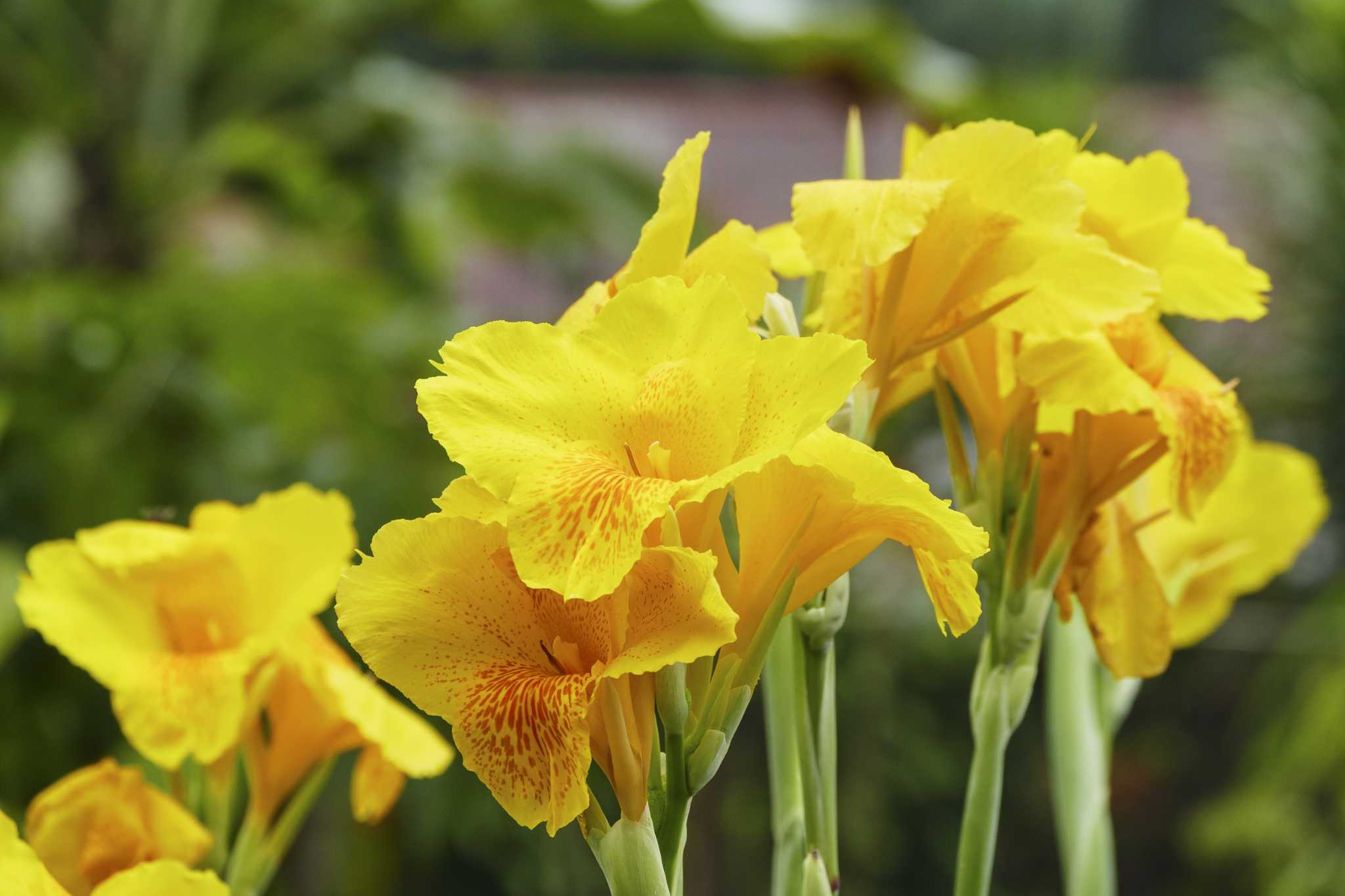 keeping-canna-lilies-over-winter