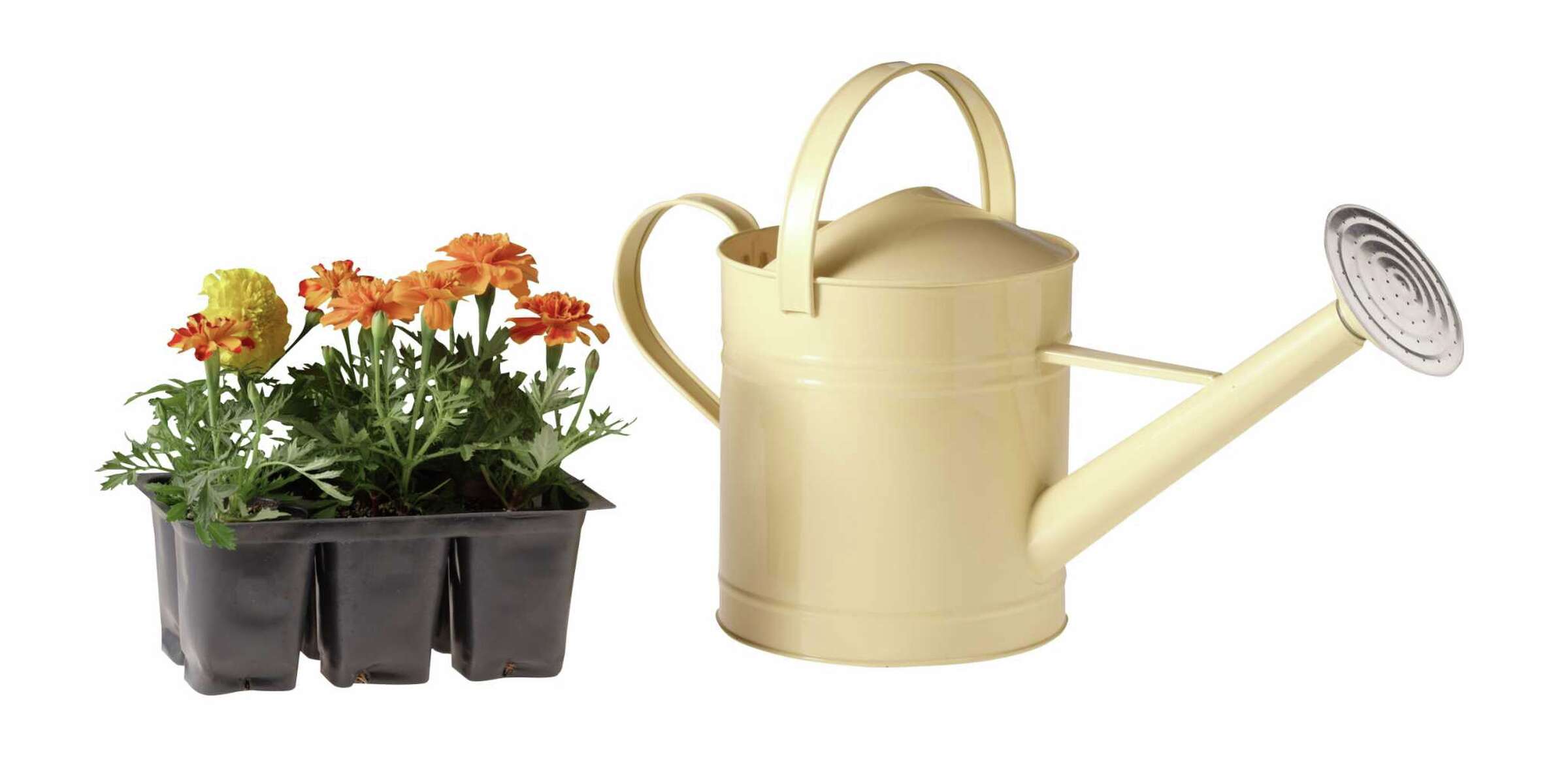 How to Keep Marigolds From Getting Too Leggy When Growing Them From Seed