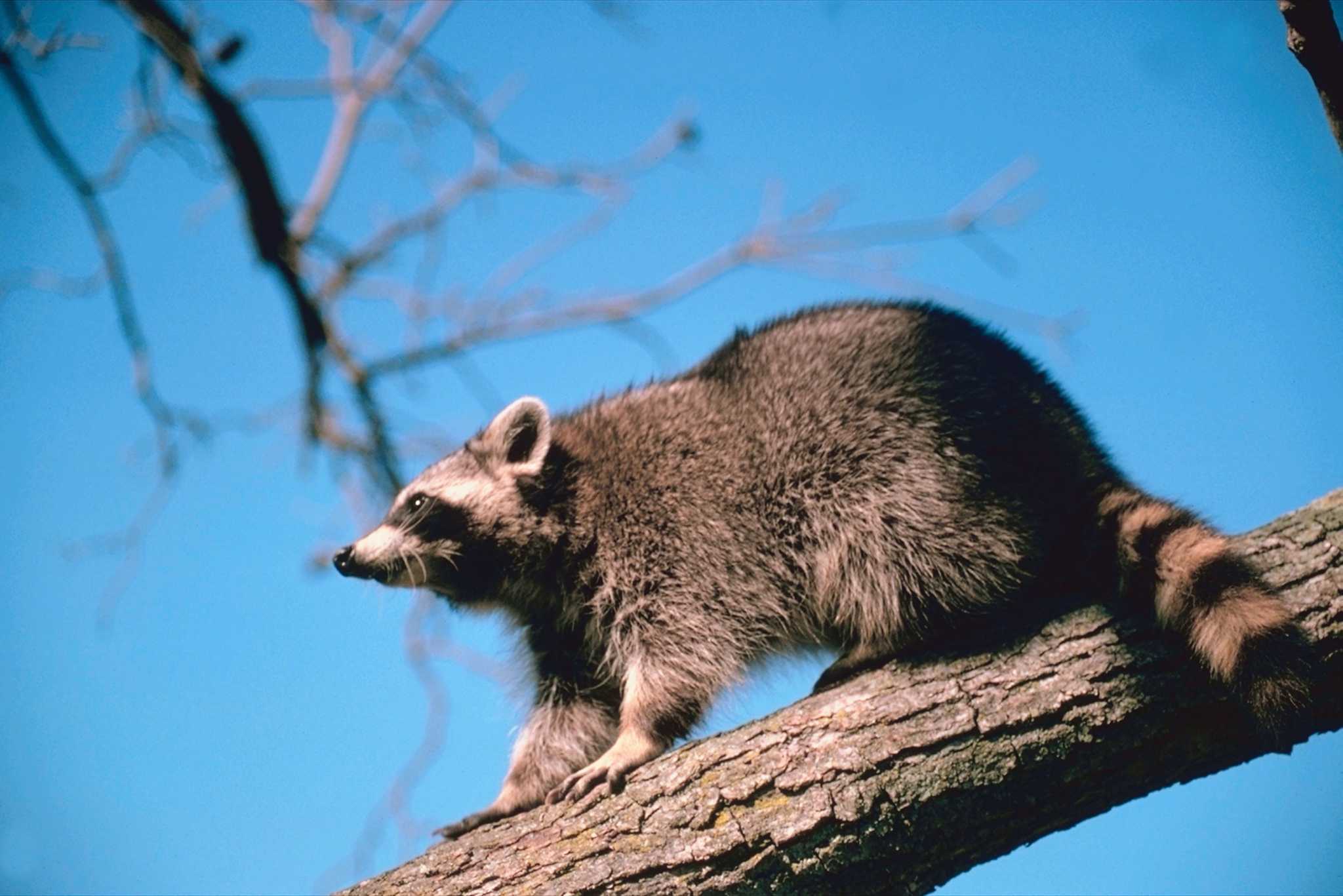 How to Keep Opossums & Racoons Out of Flowerbeds