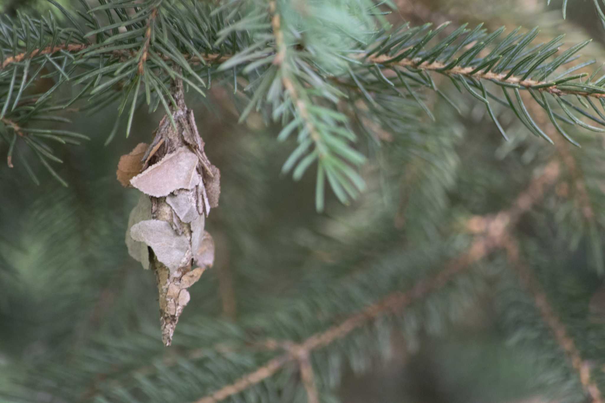 4+ Easy-to-Make DIY Pantry Moth Traps