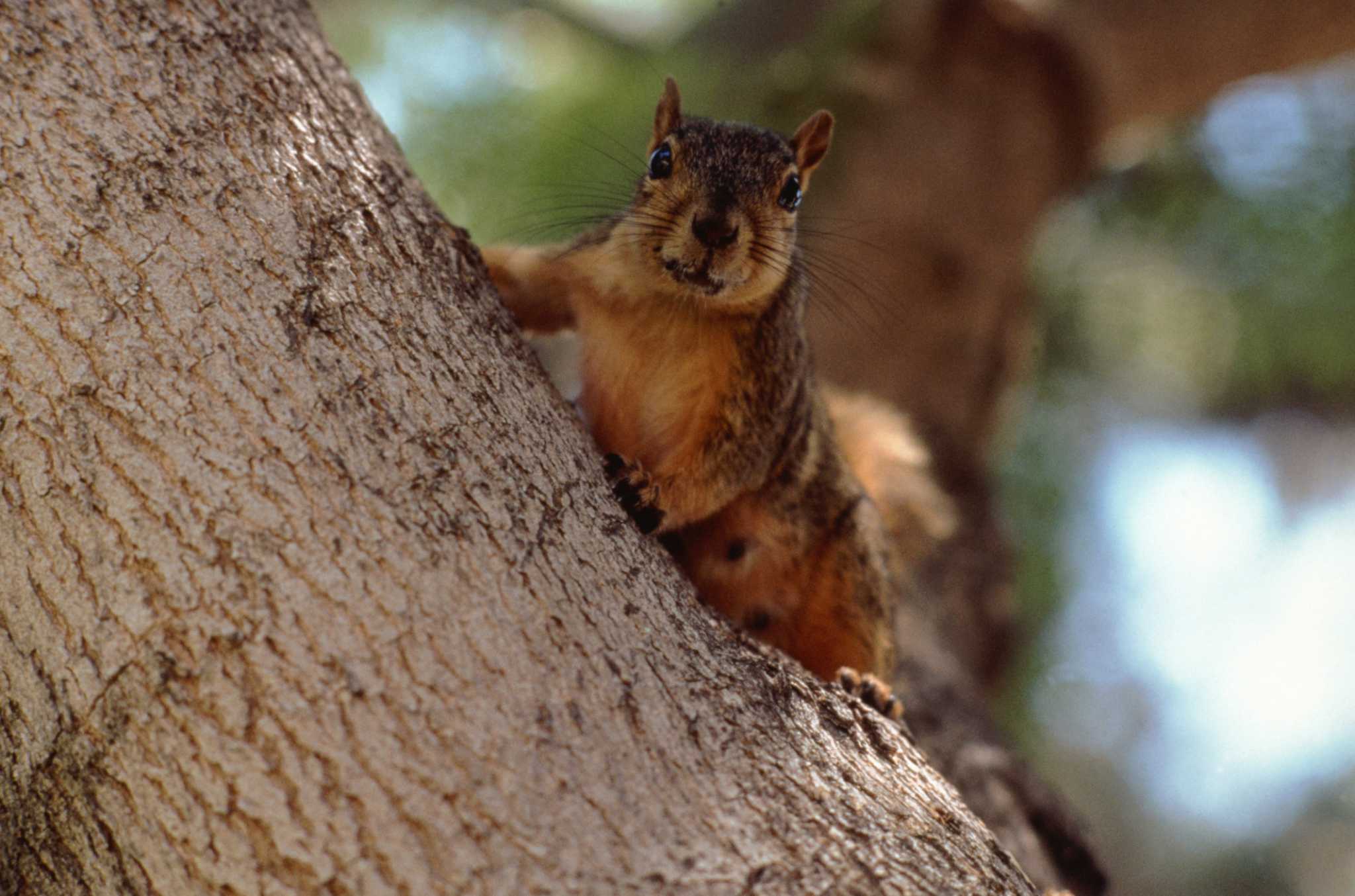 Why Is a Squirrel Eating My Window Sill?