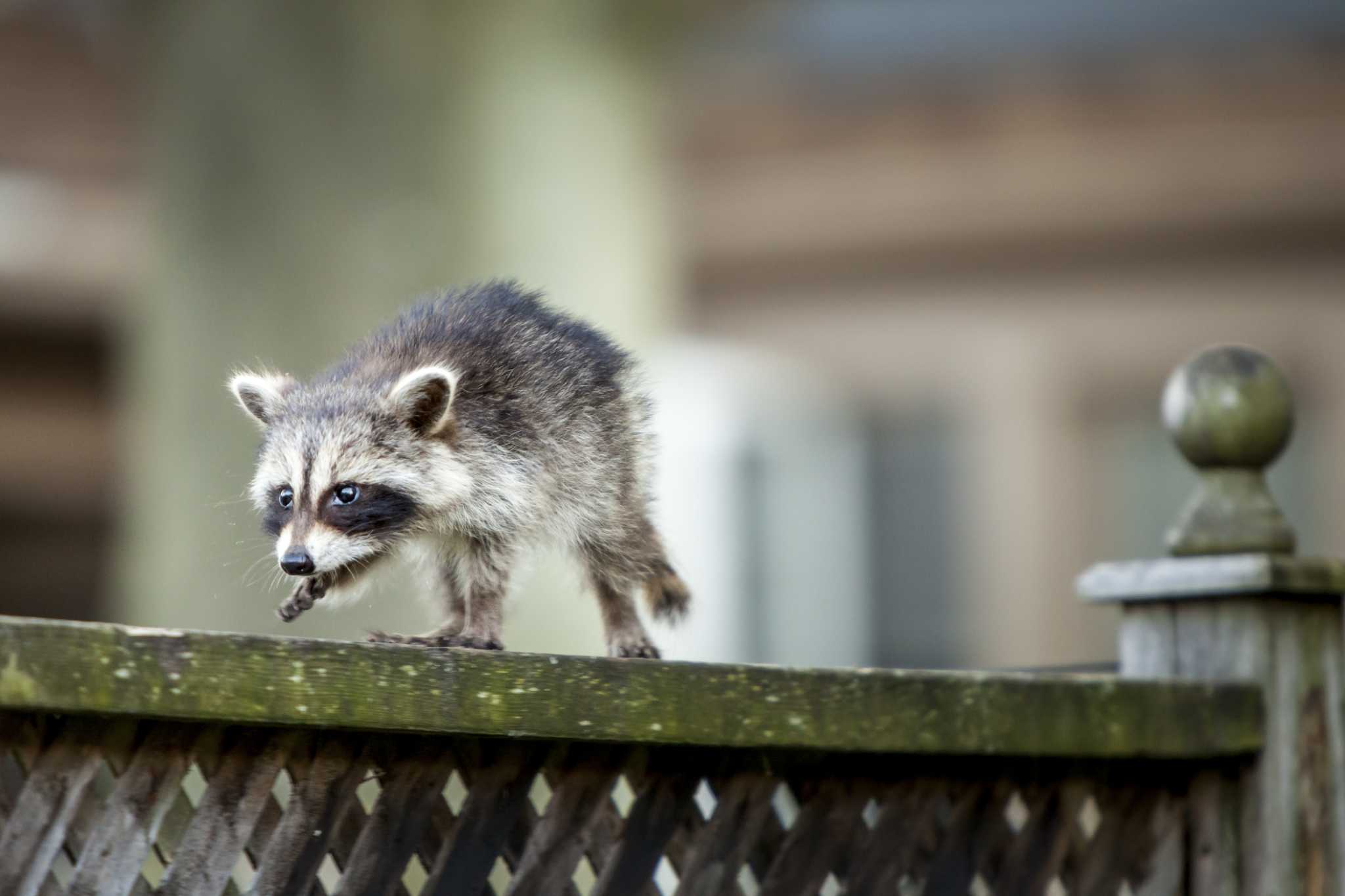 How to Keep Raccoons Away From Your House