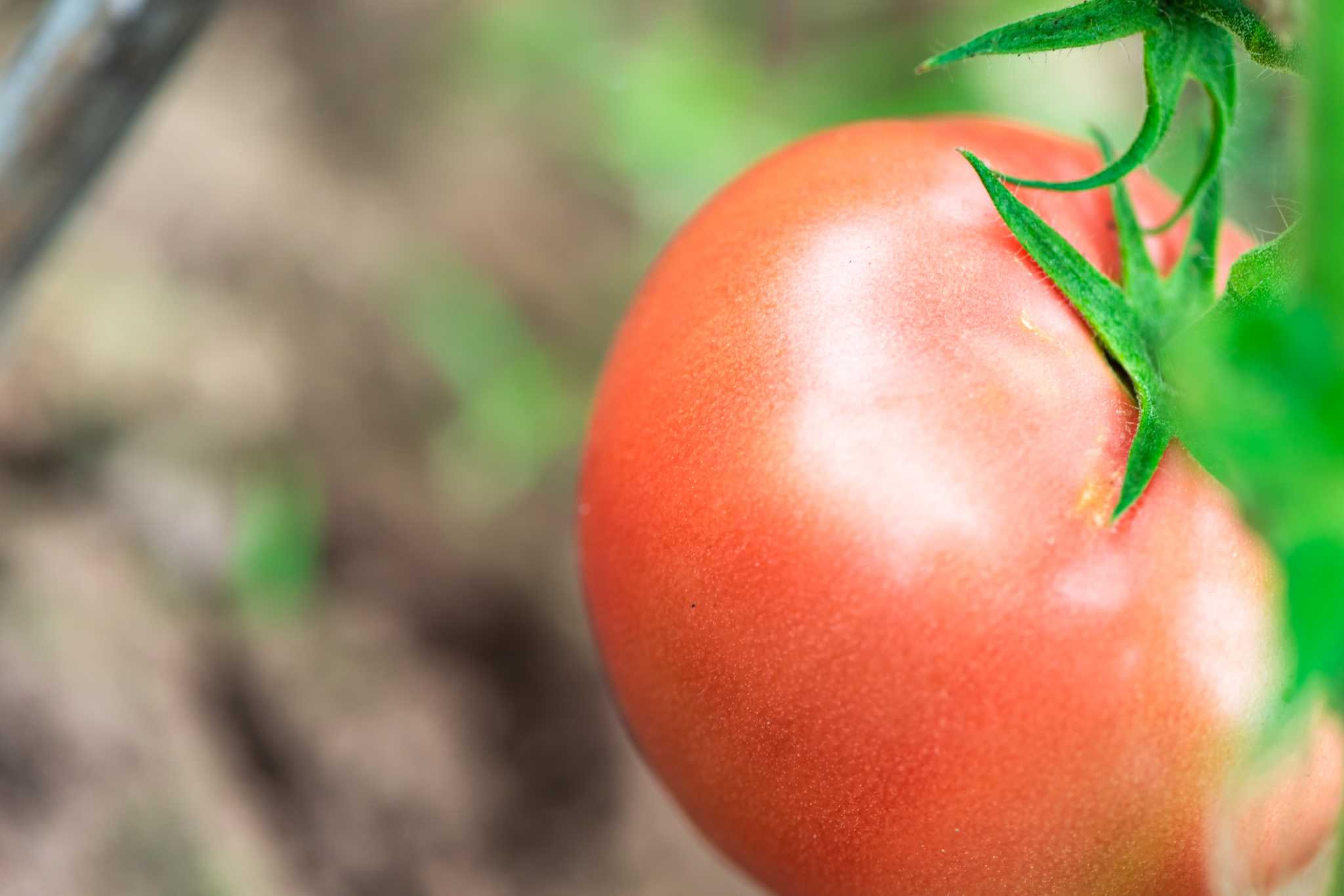 How to Keep Rats Off of Tomato Plants