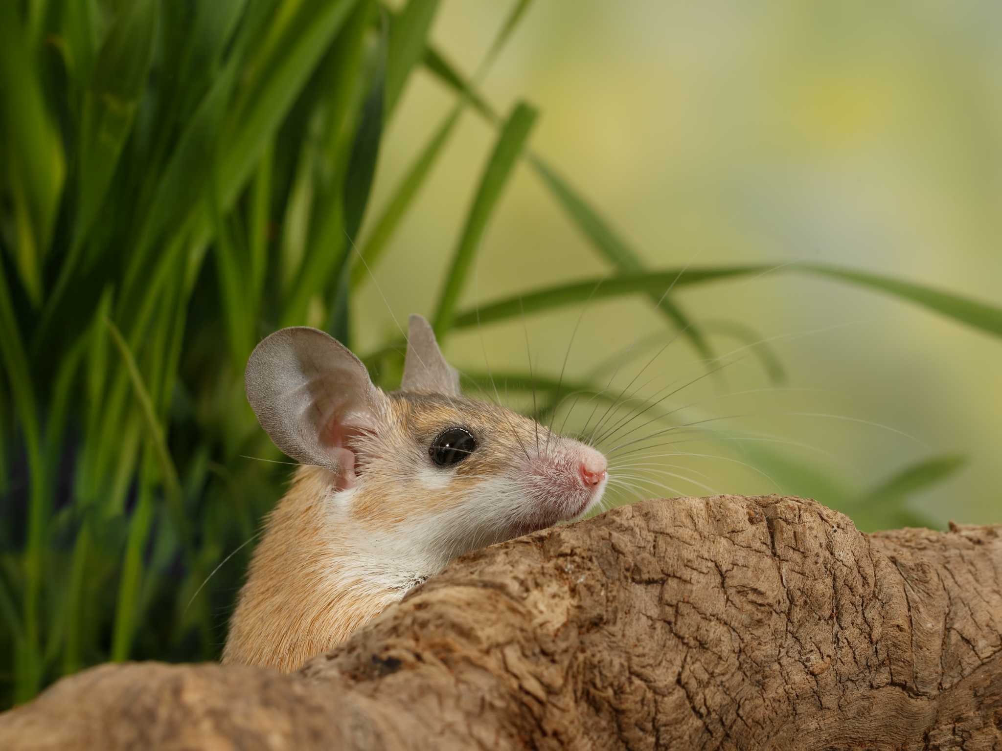 Bait Stations for Controlling Rats and Mice