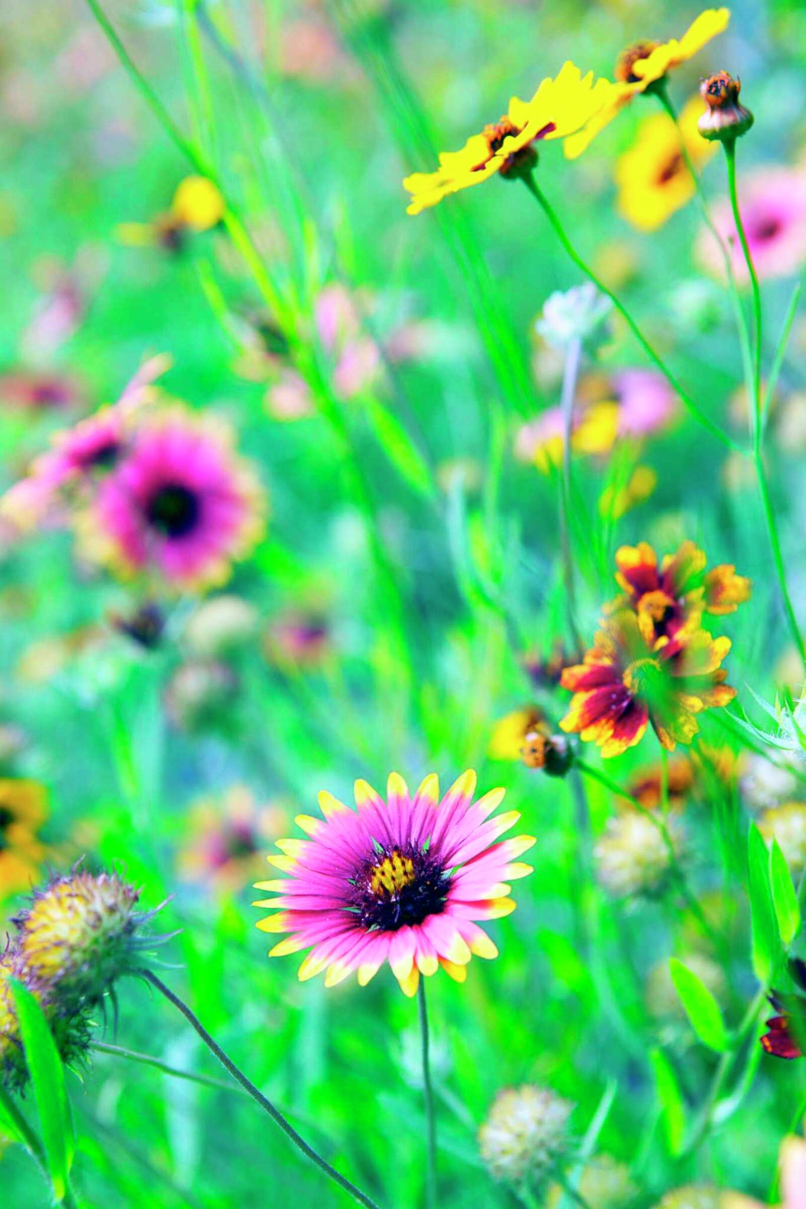 How to Overseed Prairie Grasses and Wildflowers