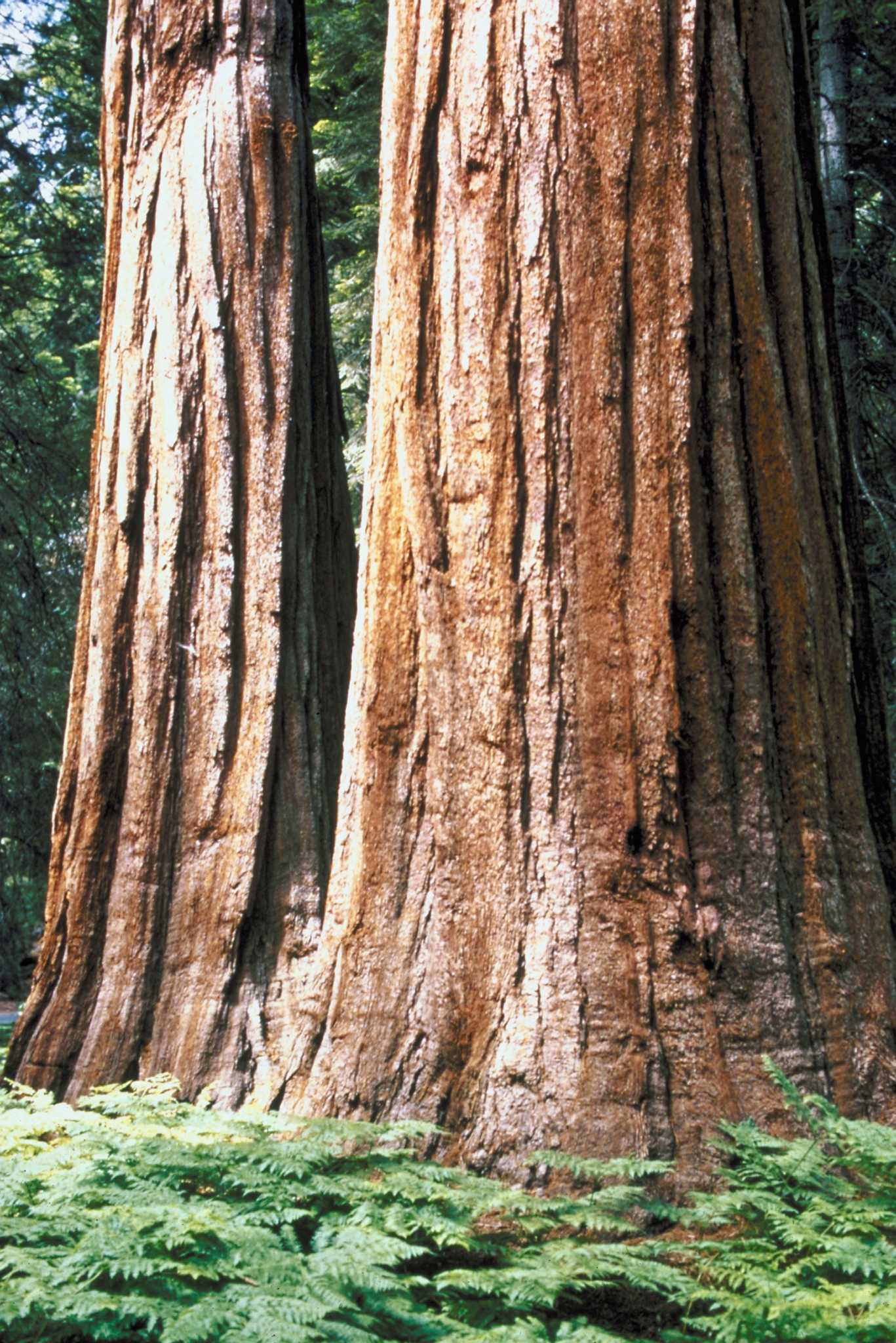 How to Plant Ground Cover Under a Redwood Tree