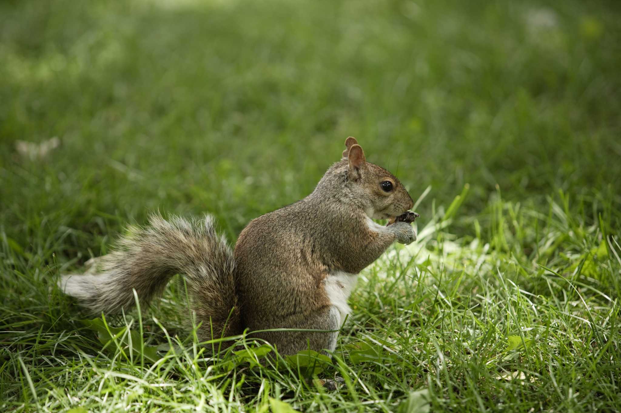 Eastern Gray Squirrels: Managing and Preventing Attic Damage - Alabama  Cooperative Extension System