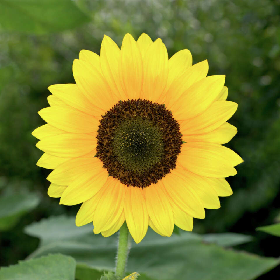 How to Keep Sunflowers Alive