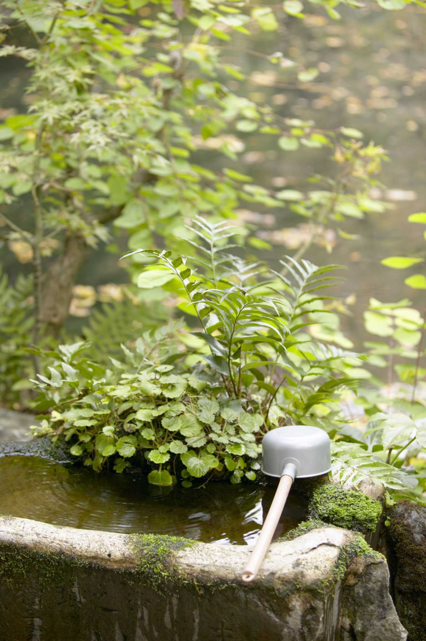 How To Keep Water Plants In A Fountain   RawImage 