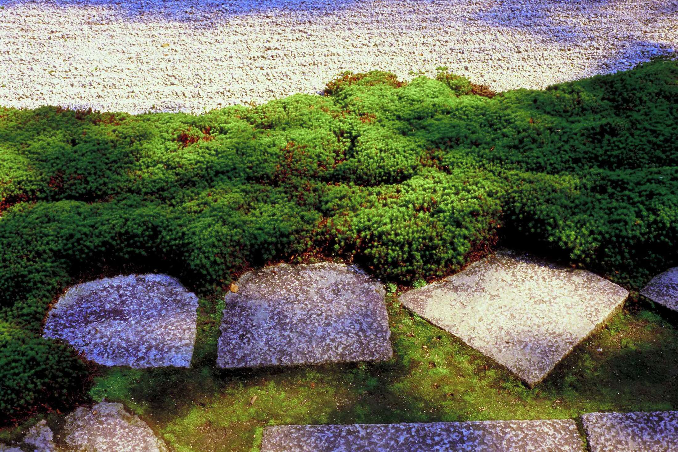 How to Kill Moss on IndoorOutdoor Carpeting