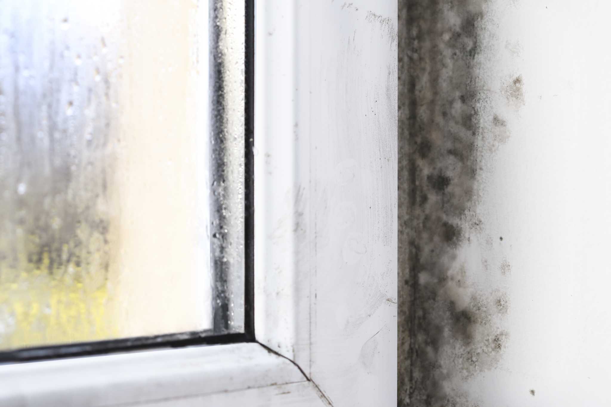 How to Kill Black Mold on a Windowsill