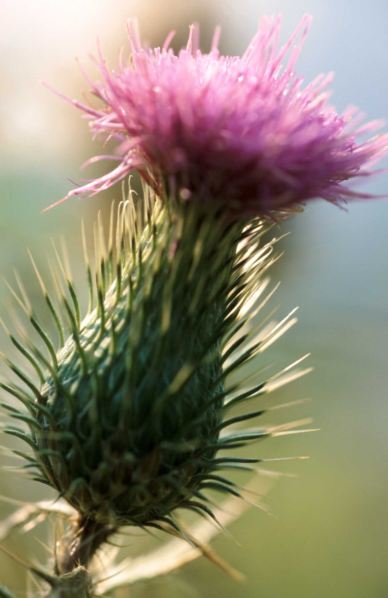 How to Kill Bull Thistle Weeds