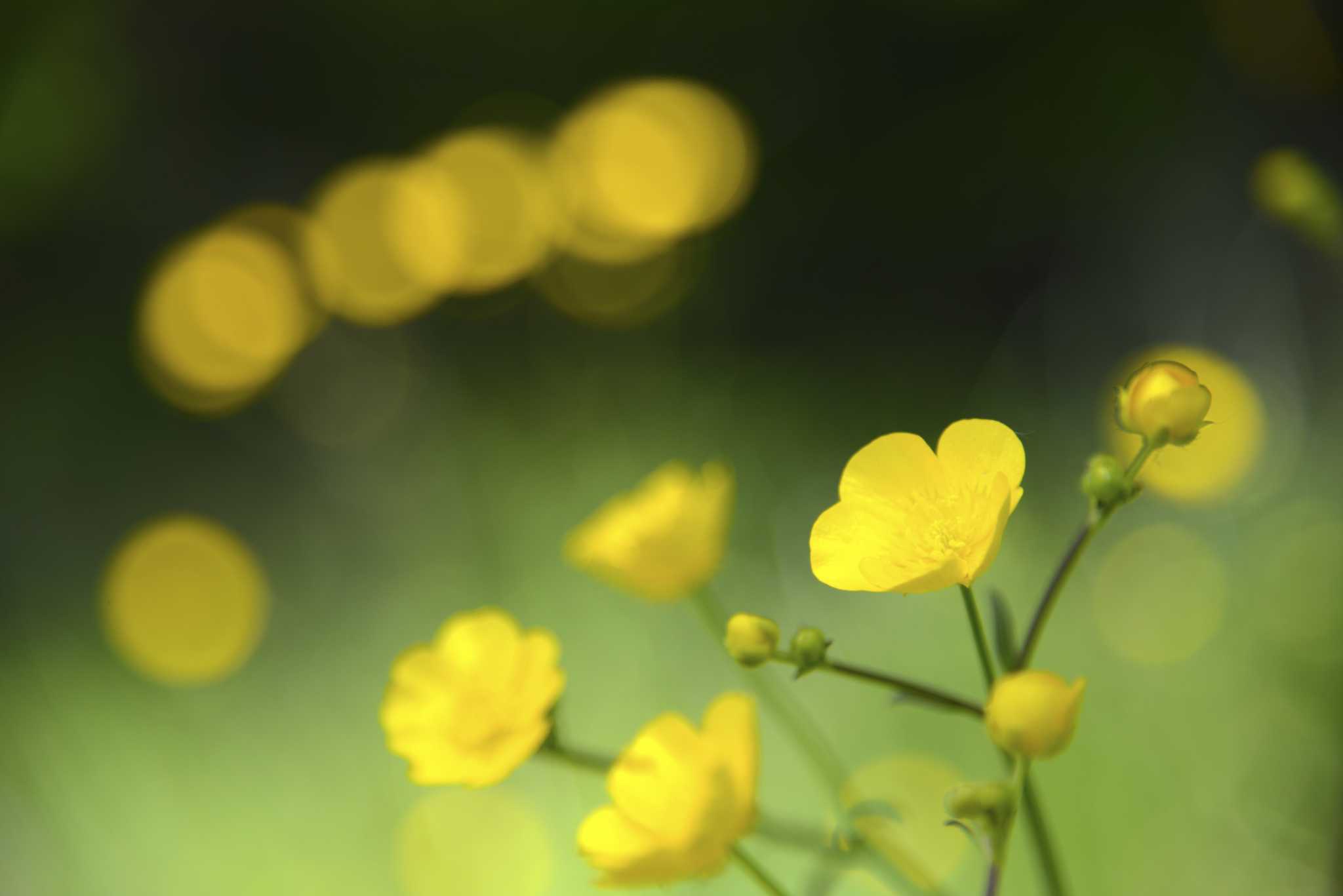 How to Kill Buttercups in a Flower Bed