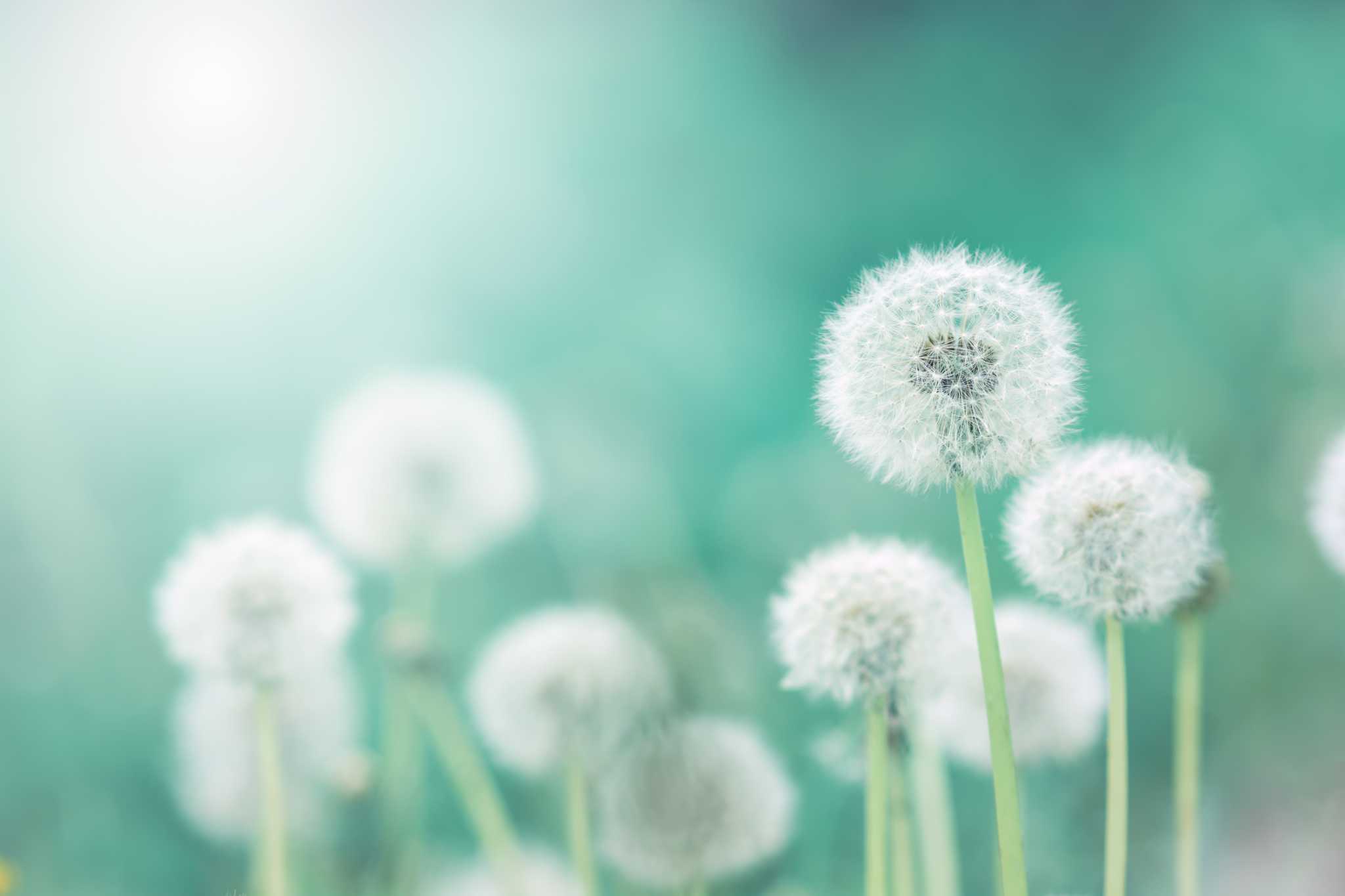 How to Kill Dandelions Without Chemicals