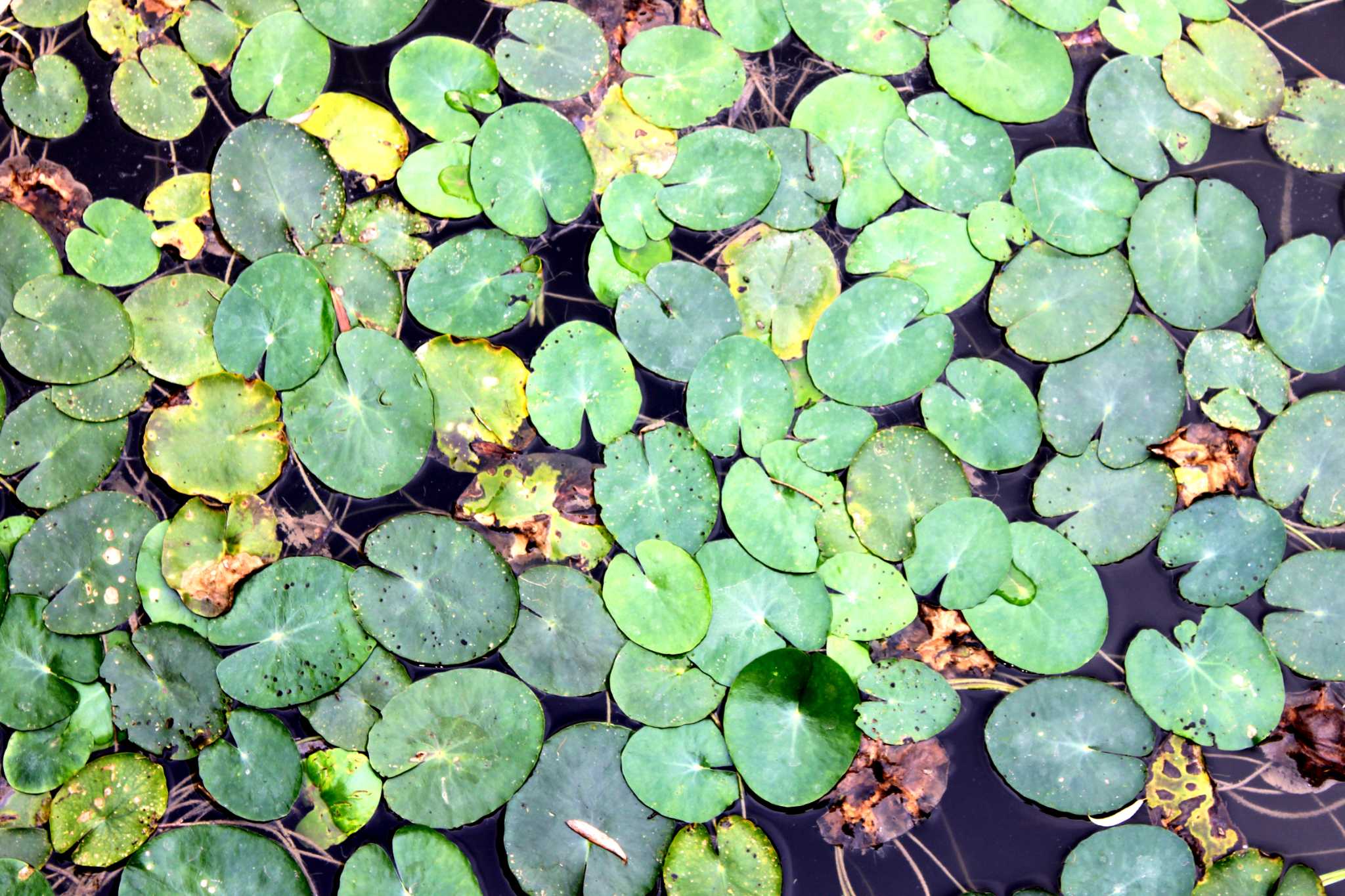 How to Kill Duckweed Cheaply