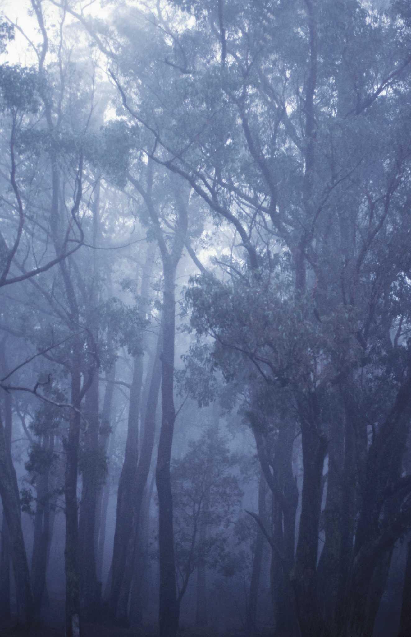 How to Kill a Eucalyptus Tree