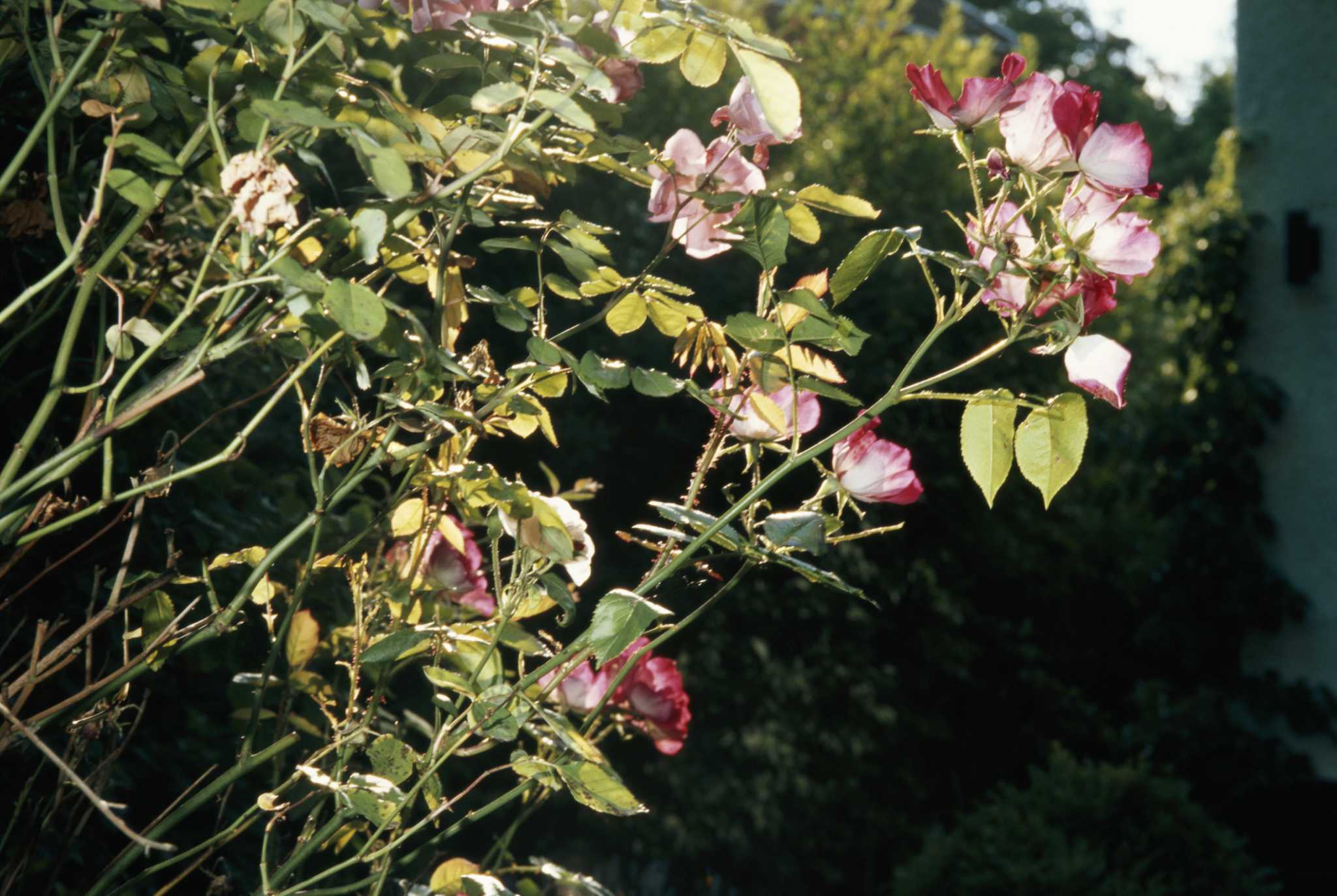 How to Kill Grass, but Not the Rosebushes