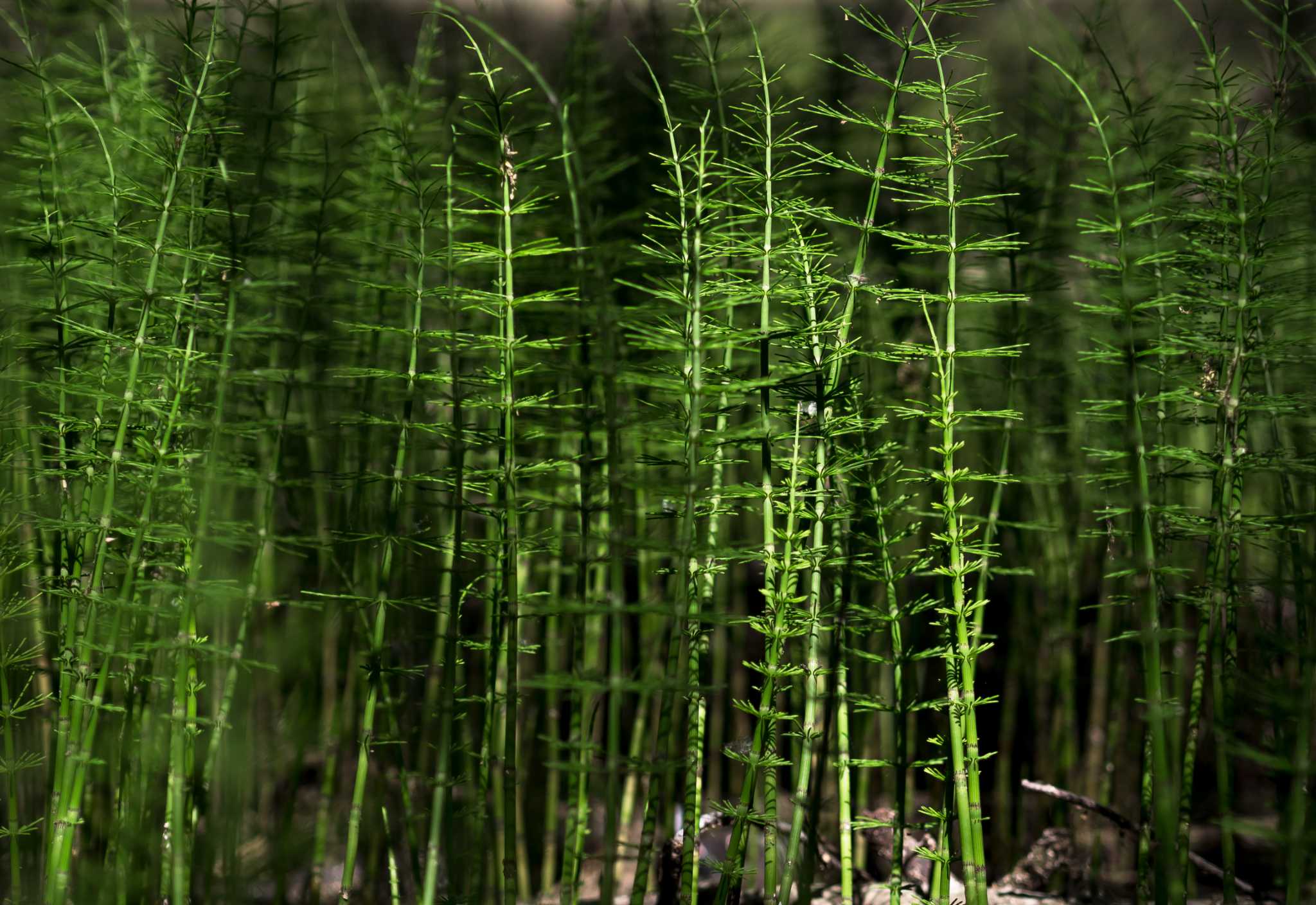 How to Kill Horsetail