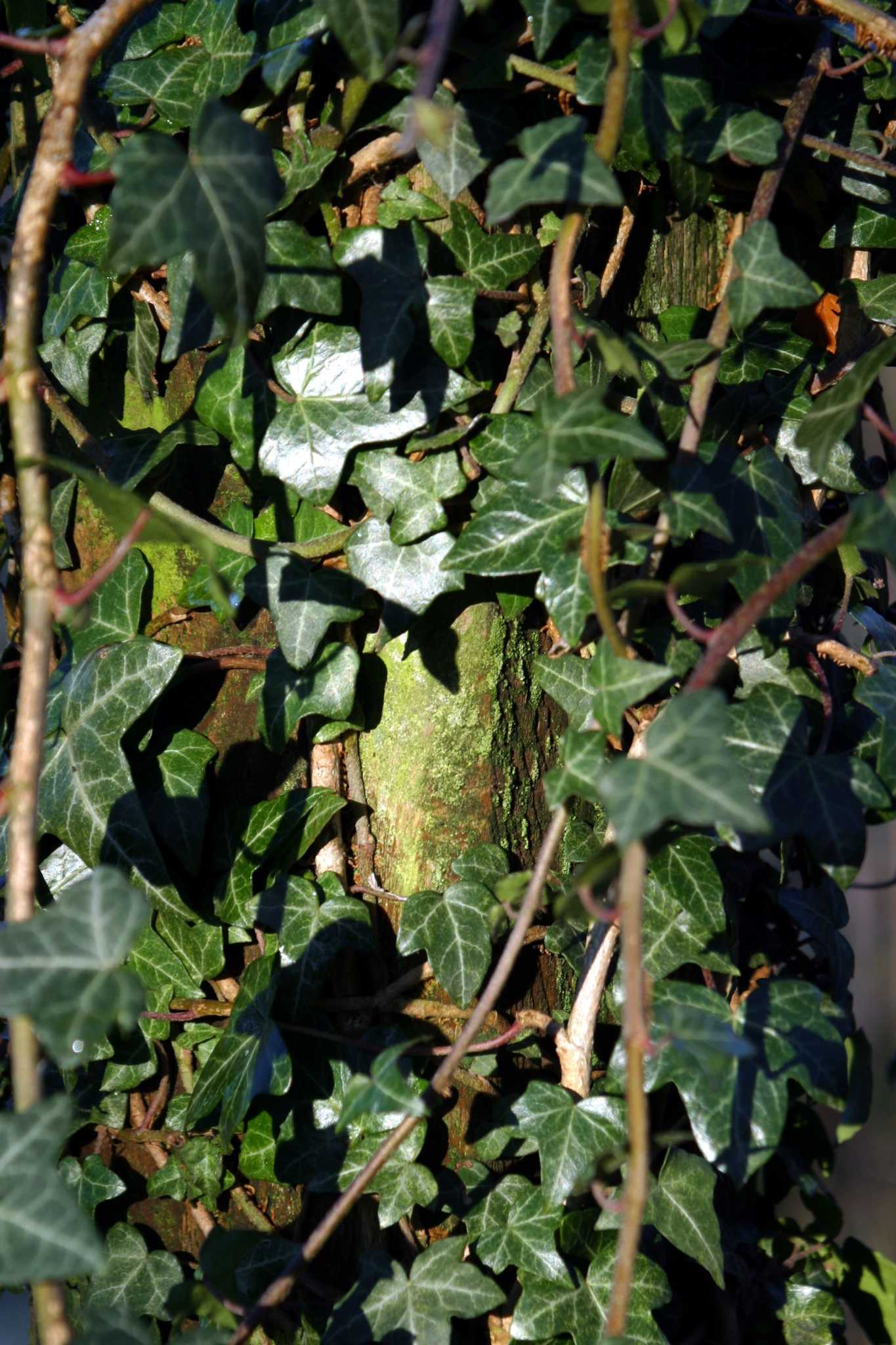 How to Kill Ivy in Trees