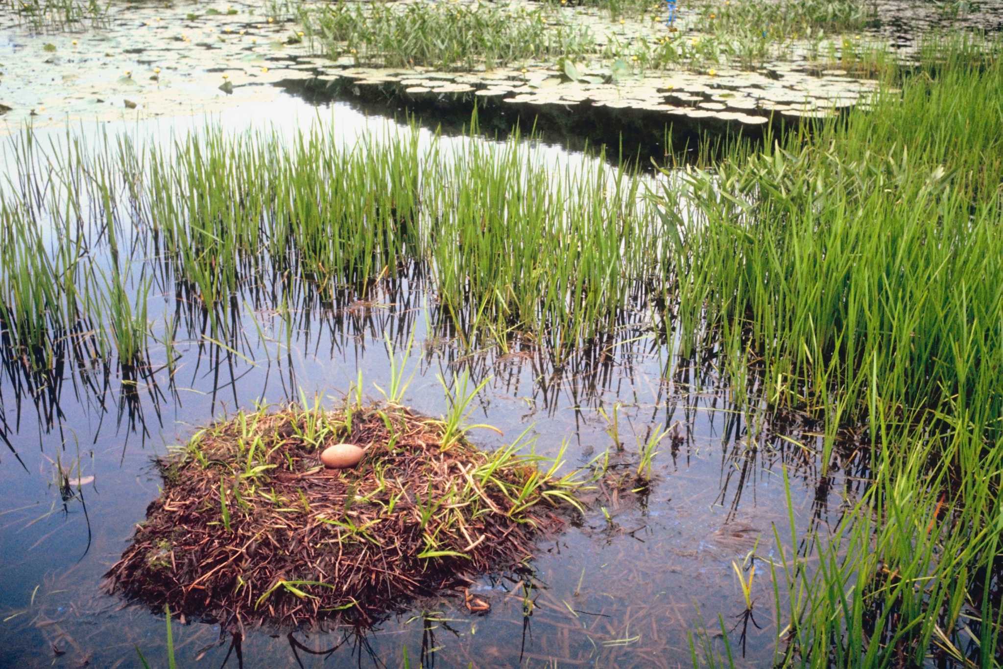 ponds-as-solutions-for-a-wet-backyard