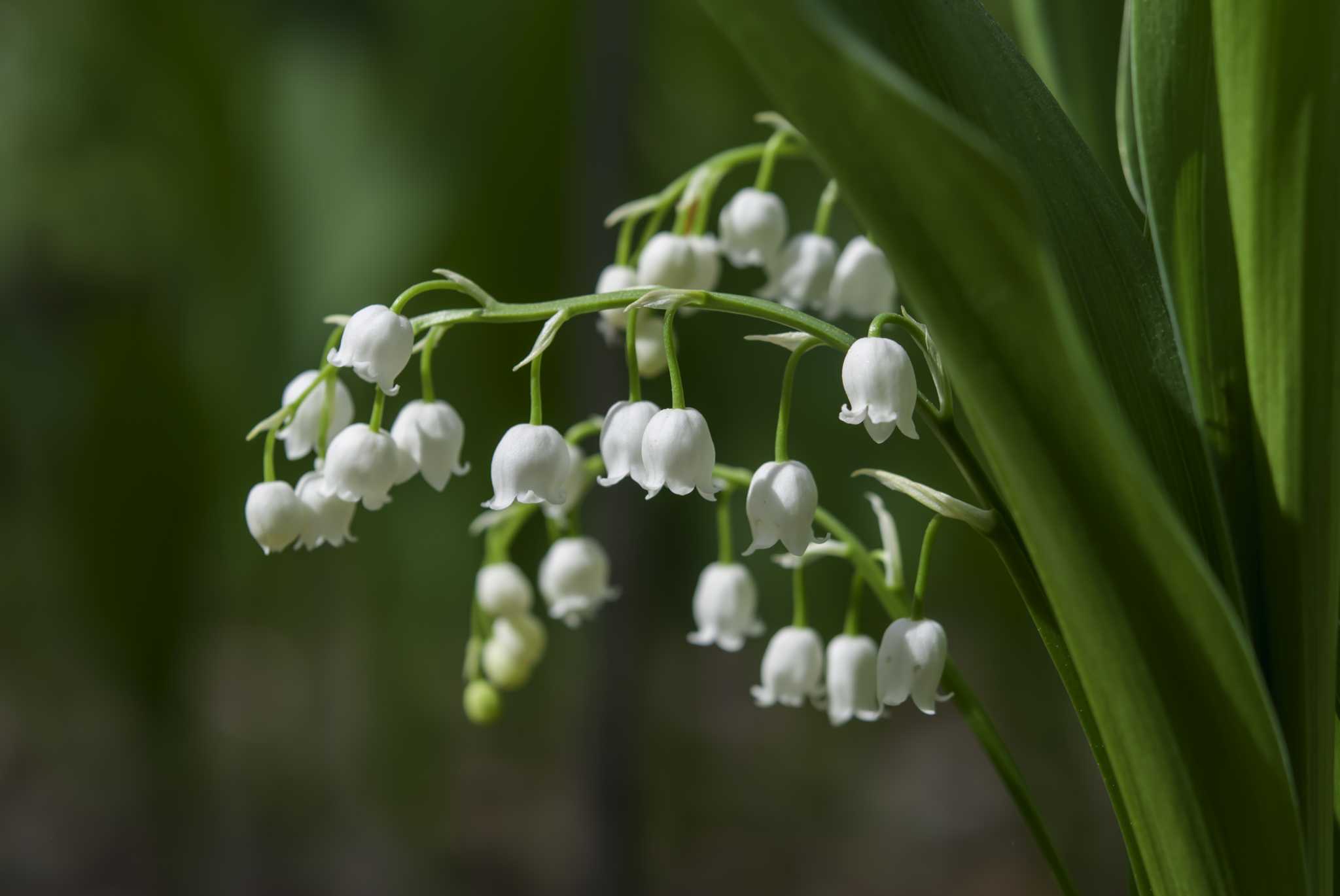 How to Kill Lily of the Valley