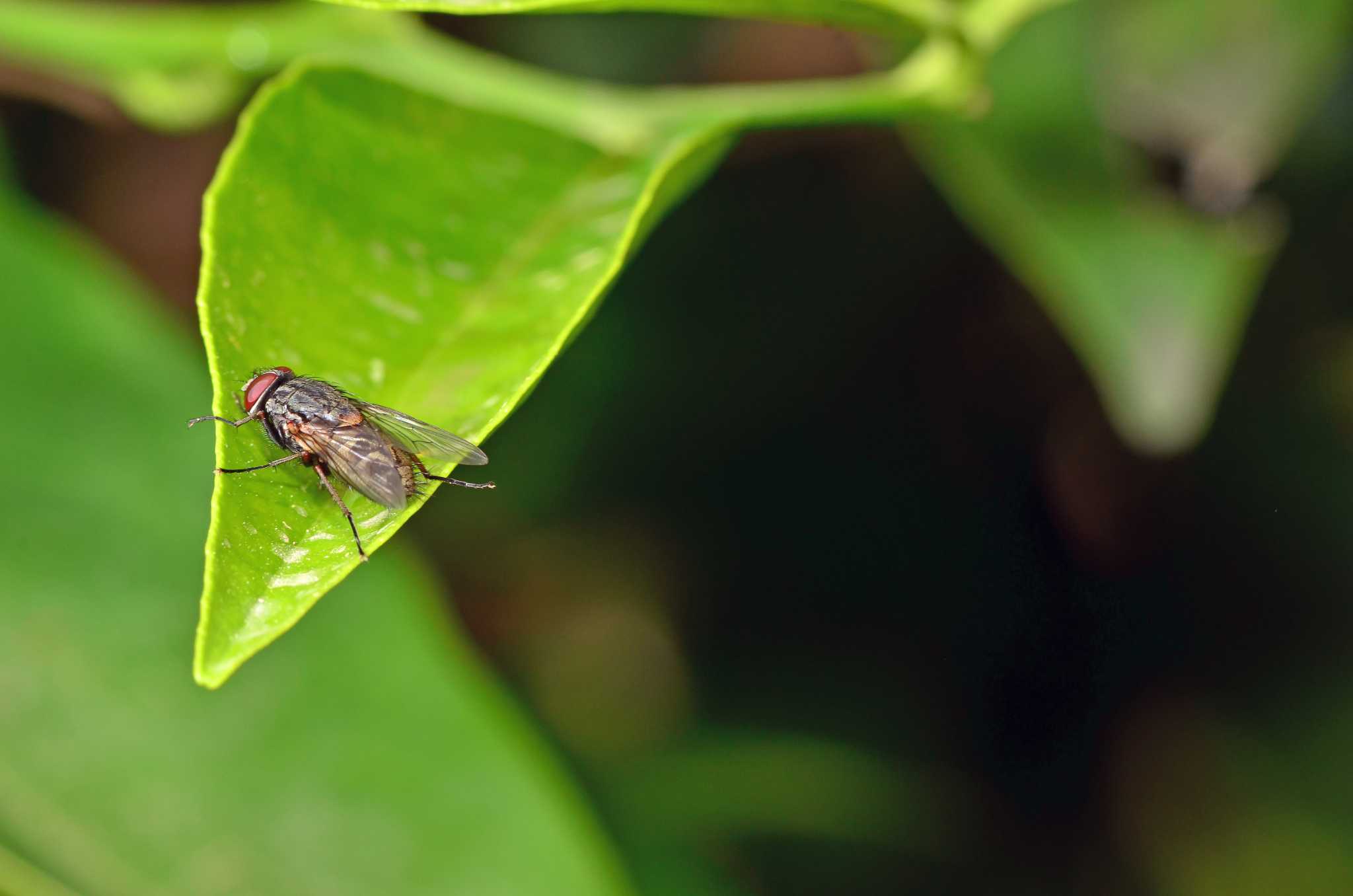 How To Get Rid Of Fungus Gnats In Houseplant Soil - Get Busy Gardening