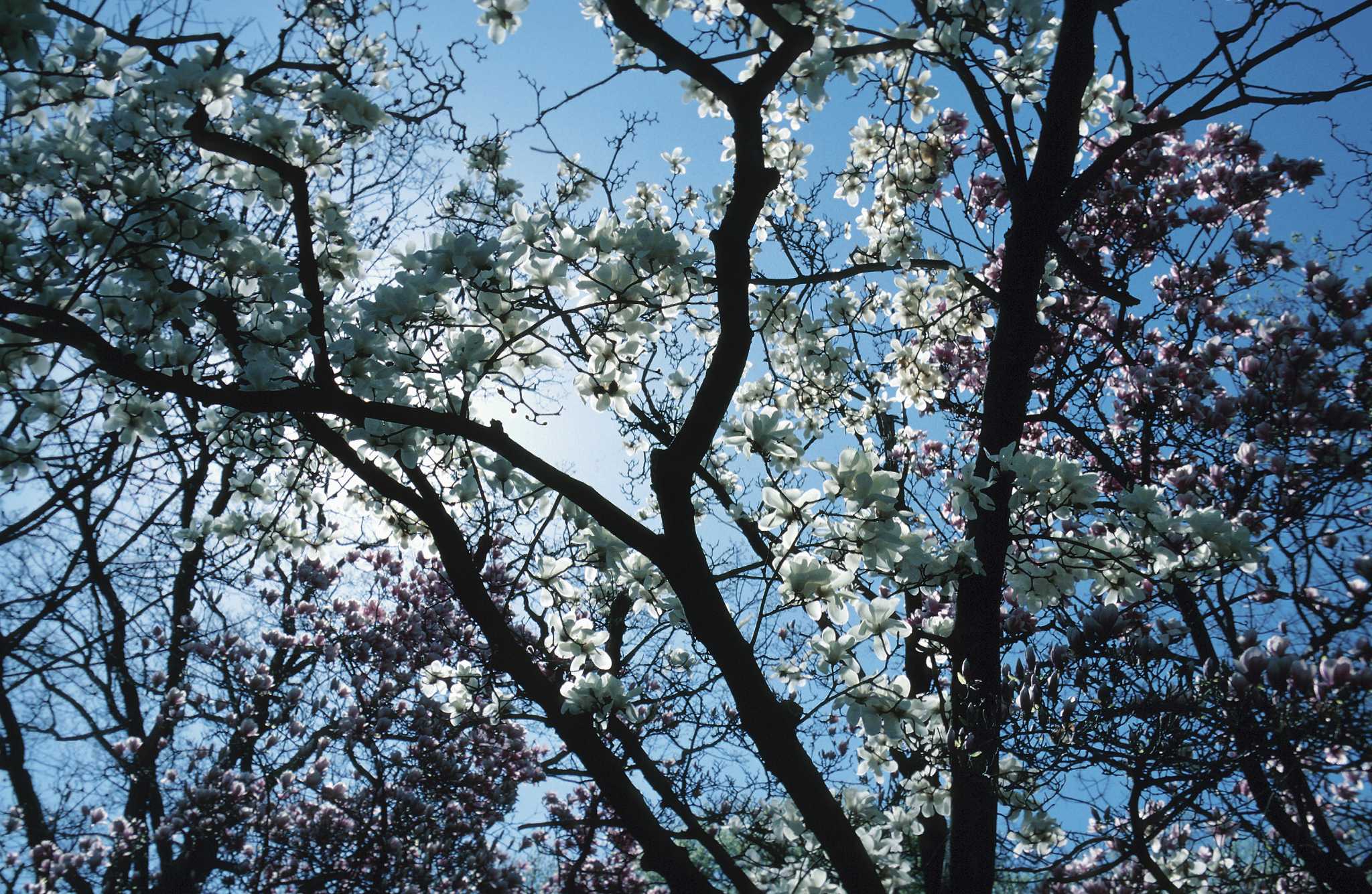 How to Kill Magnolias