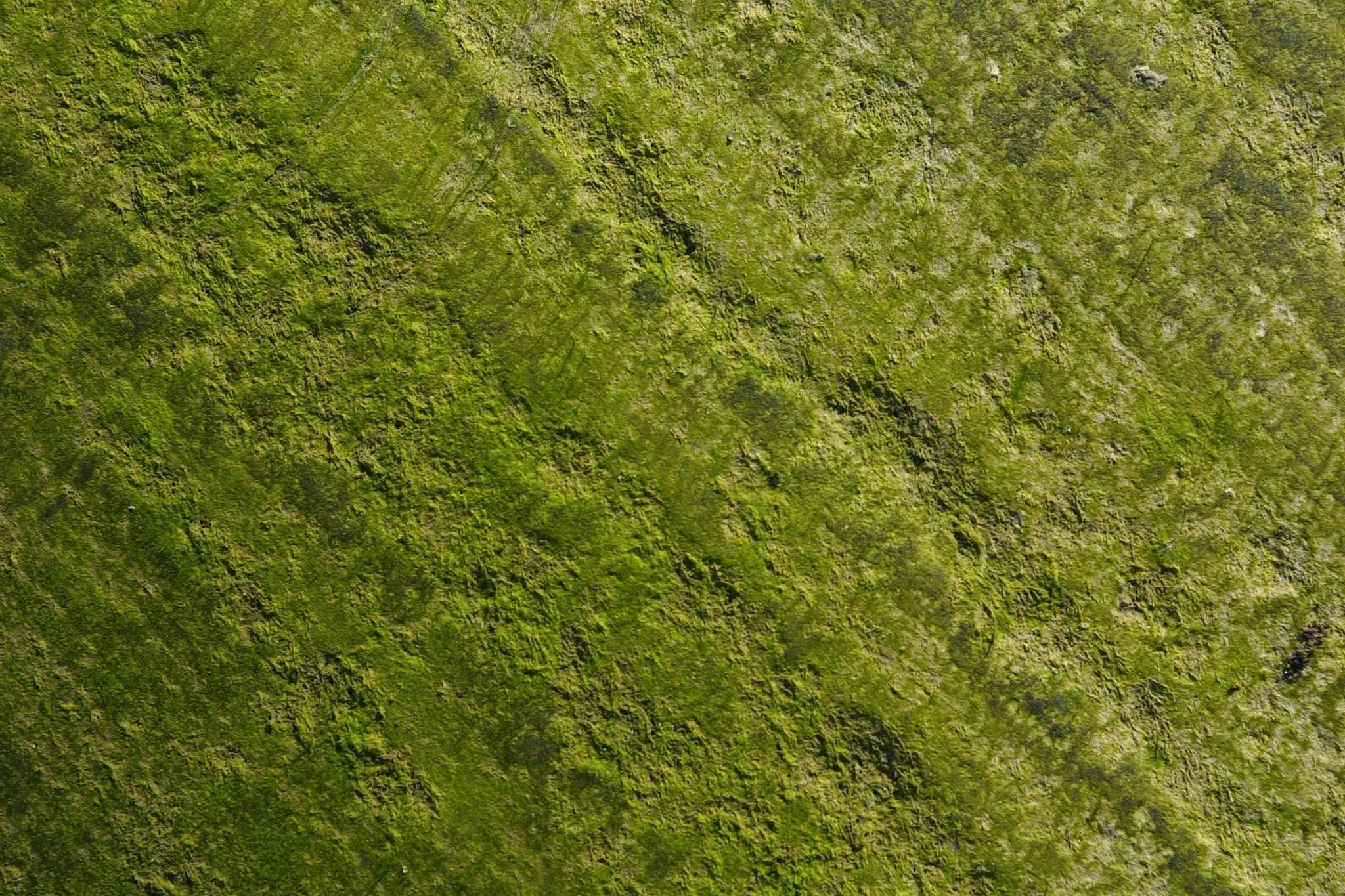 How to Kill Moss in Your Bermuda