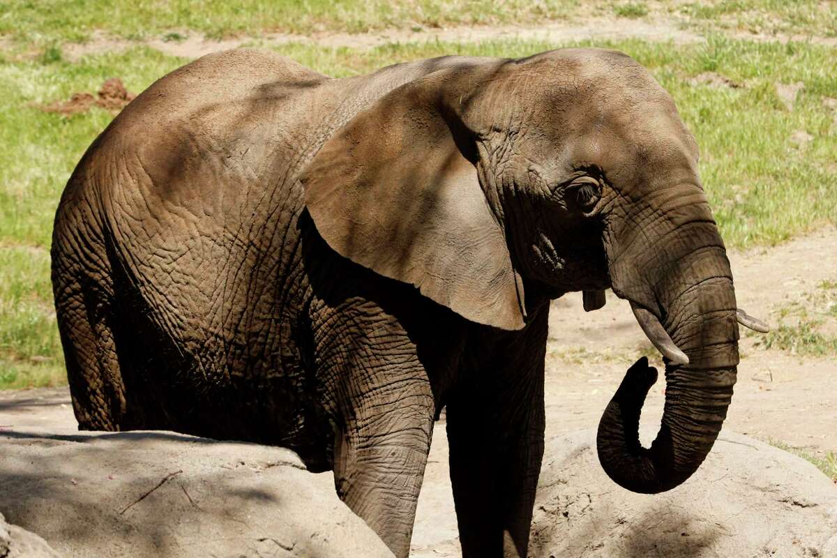 46-year-old Oakland Zoo elephant euthanized after battle with