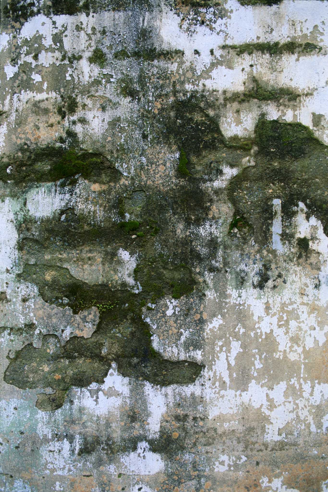 How to Kill Moss on Pavement