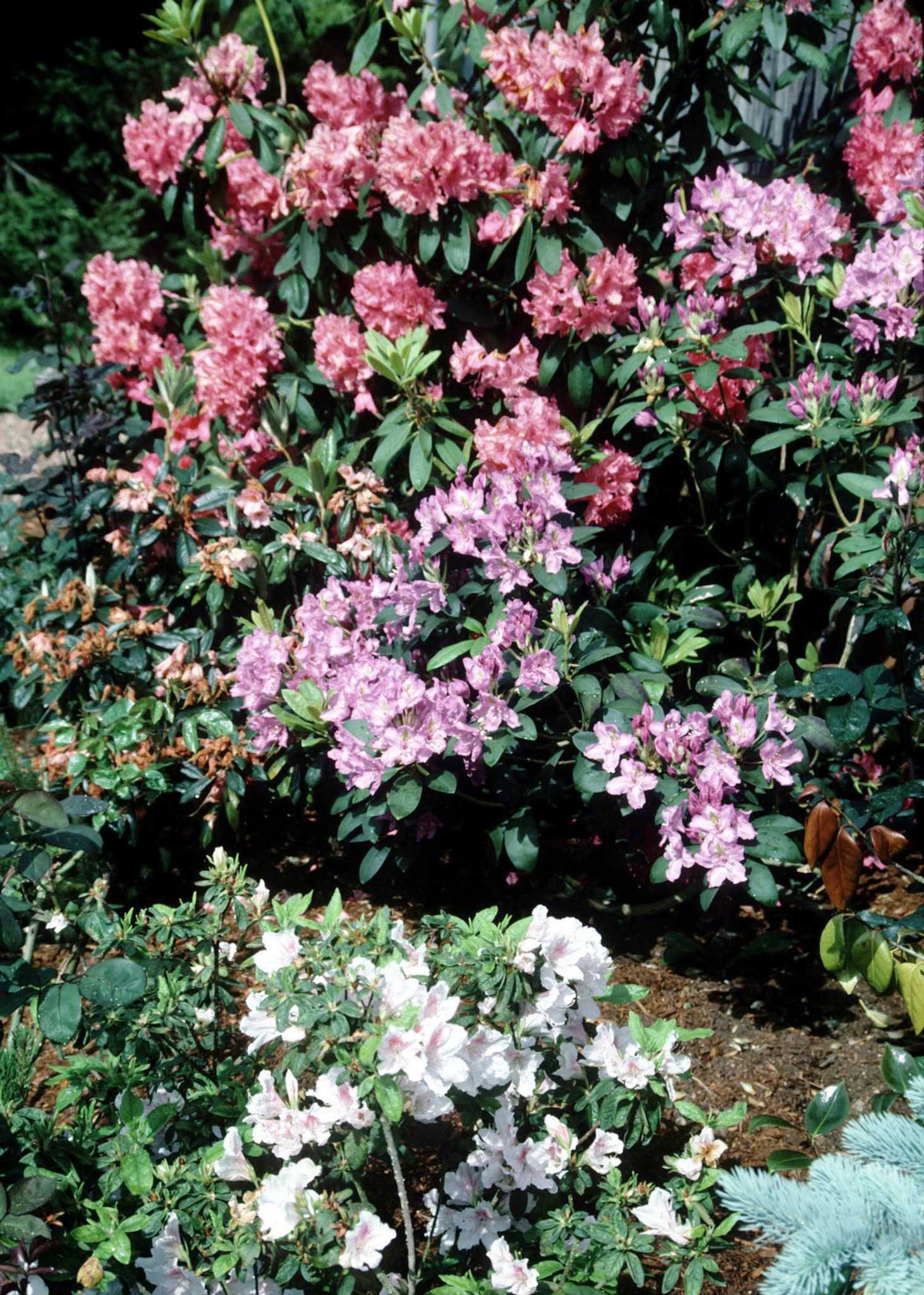 How to Kill a Rhododendron Stump