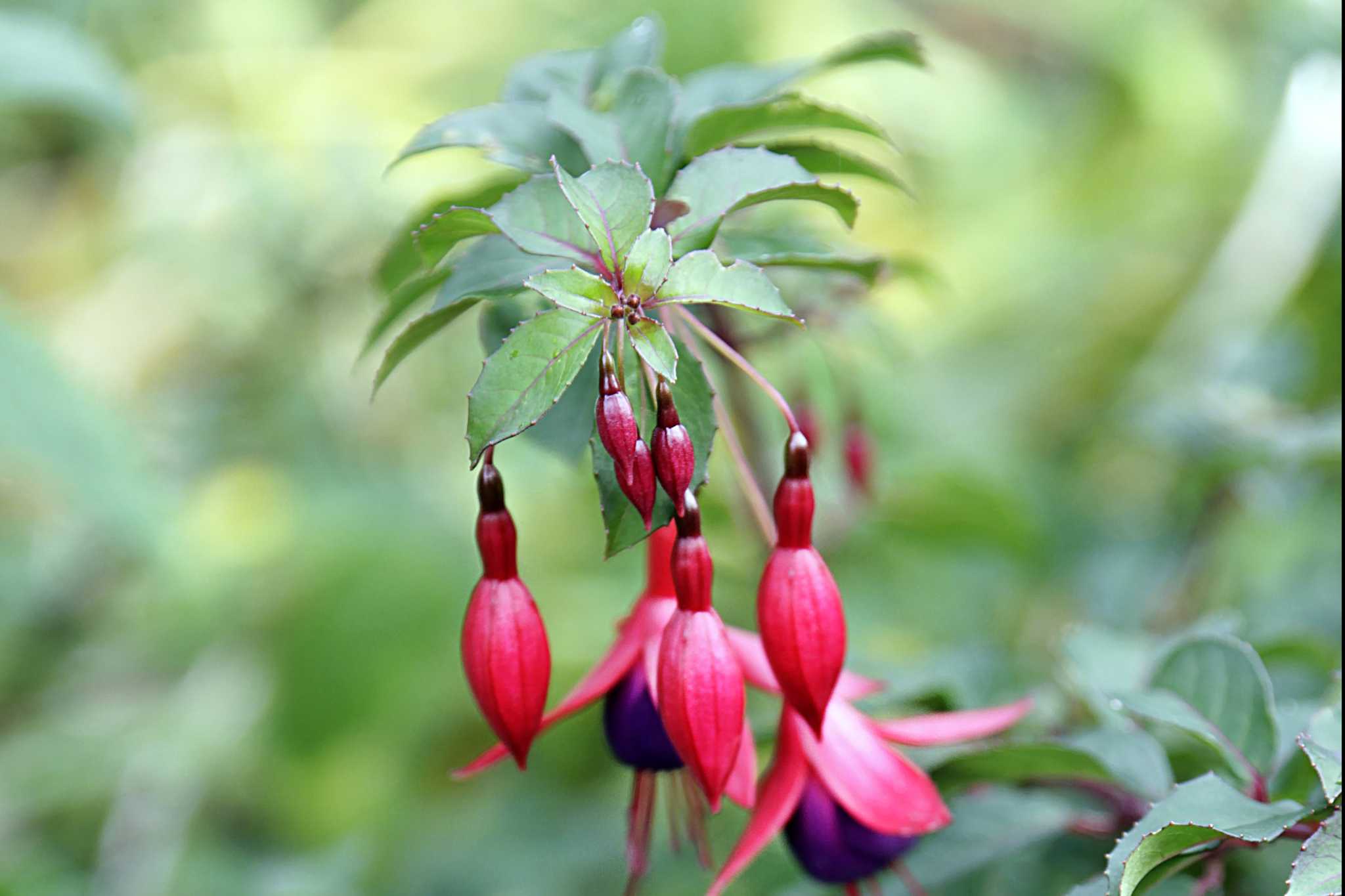 Droopy Plant After Transplant How to Fix Transplant Shock