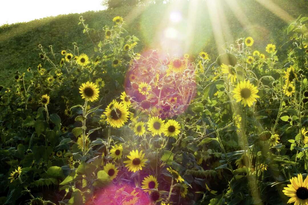 Do You Have to Replant Sunflowers Every Year?