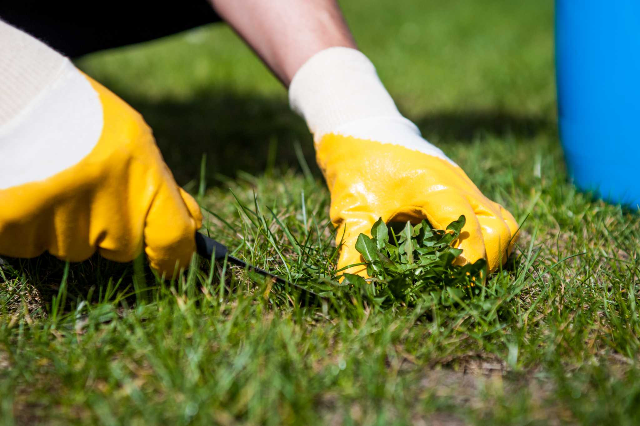 When Your Weed Mat Becomes a Mat of Weeds — Distinctive Gardening