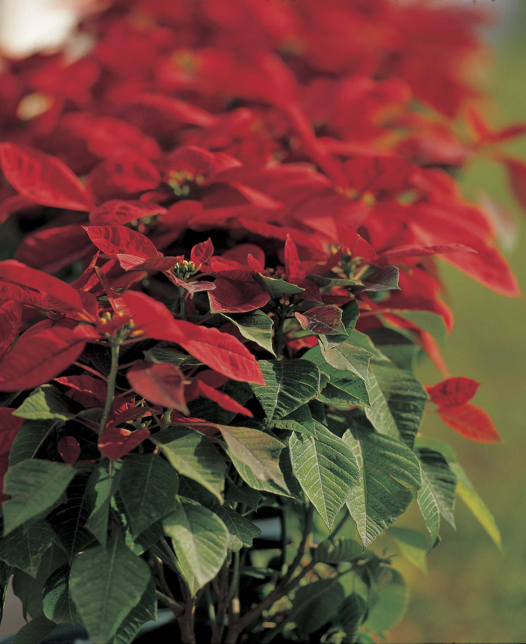 How to Kill Whiteflies on a Poinsettia