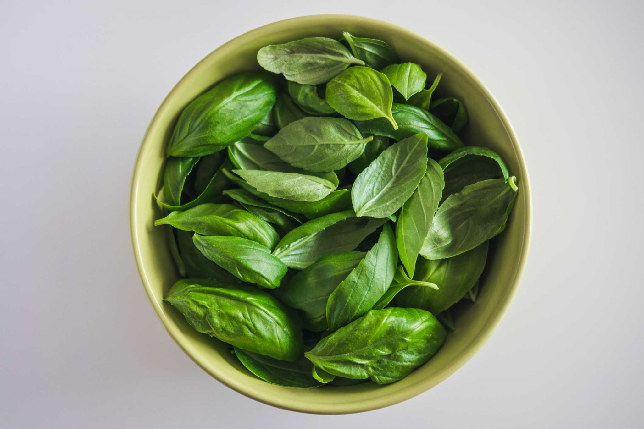 How to Repot StoreBought Basil