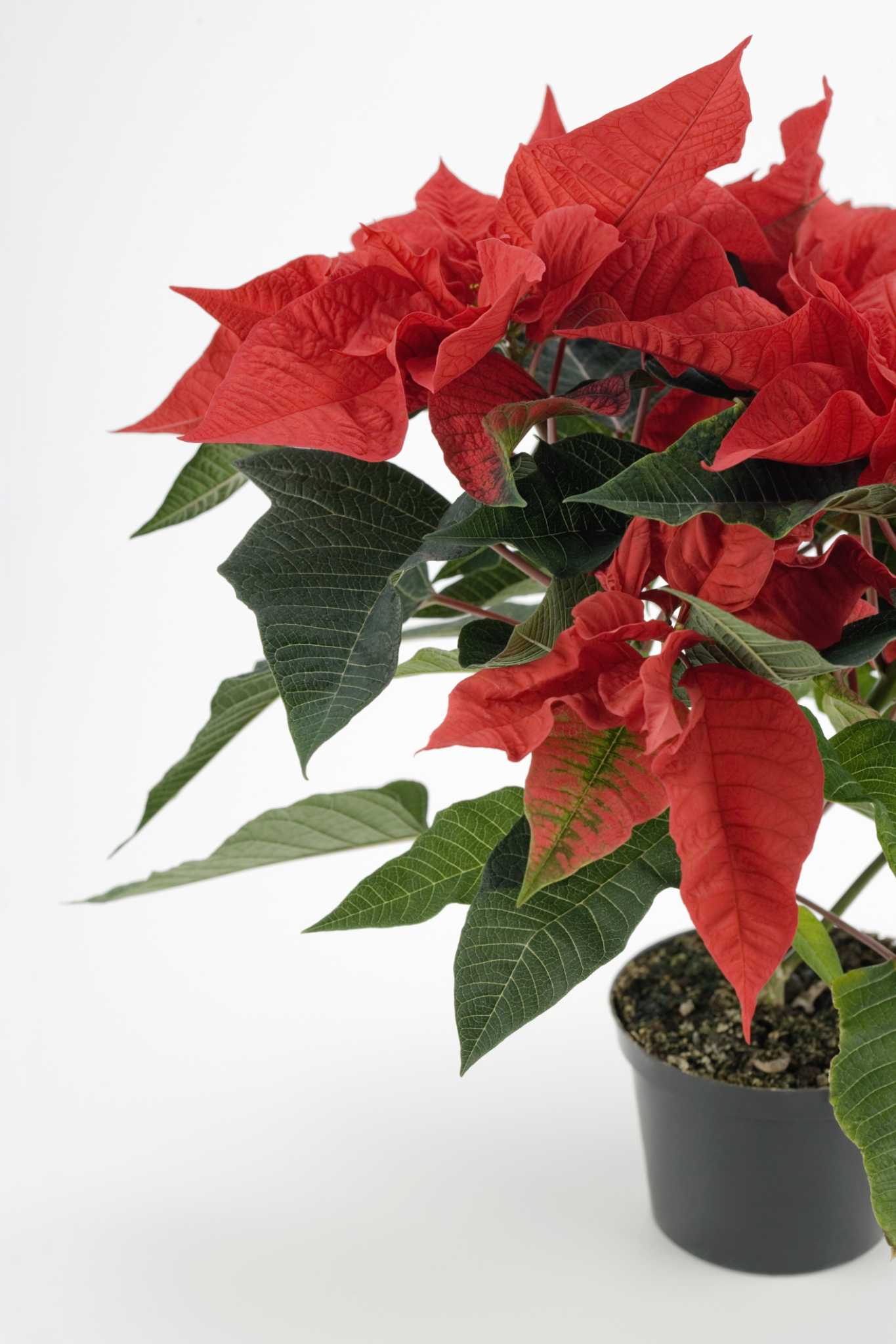 How to Rid a Poinsettia of Whiteflies